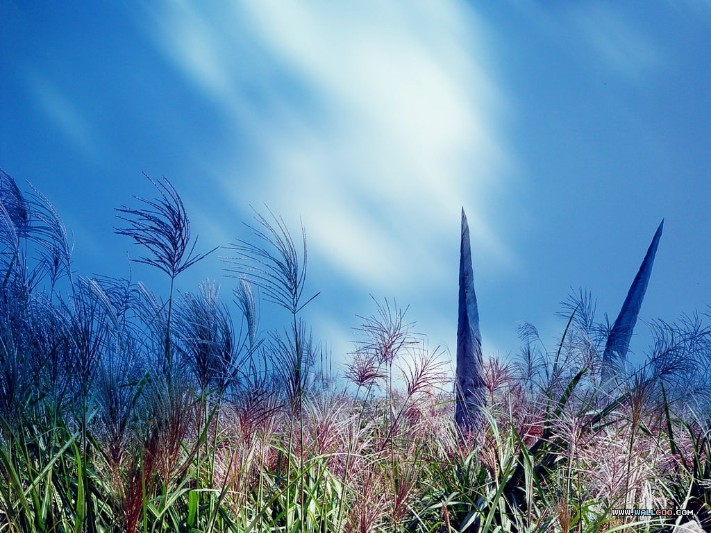 fields, picture, Field, hd, Scenery, Korea, nature, wild, 480P, sky, art, Beatiful, amp, HD Wallpaper