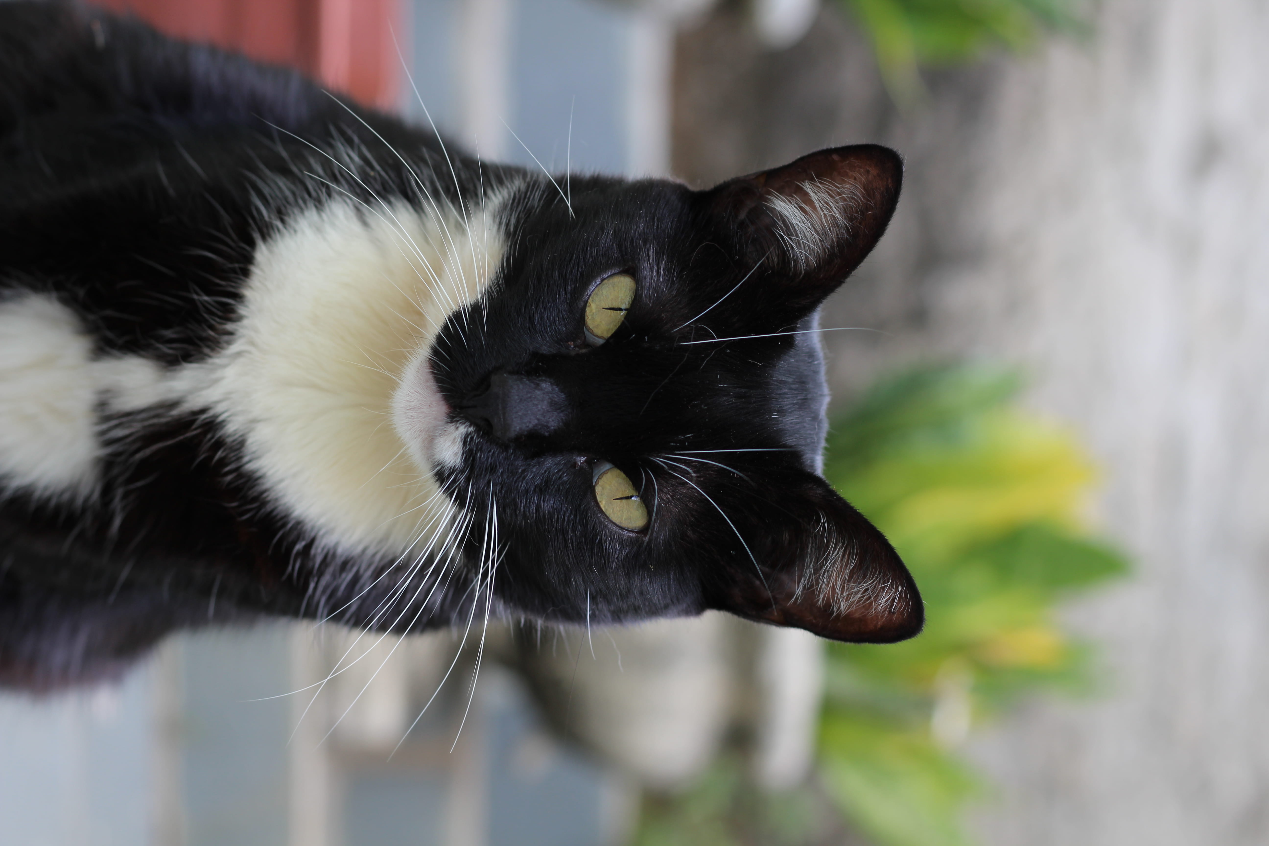 cat, wood, looking, black cat, whisker, mammal, domestic animals, manx, domestic cat, animal, beatiful, pets, animal head, animal themes, vertebrate, one animal, HD Wallpaper