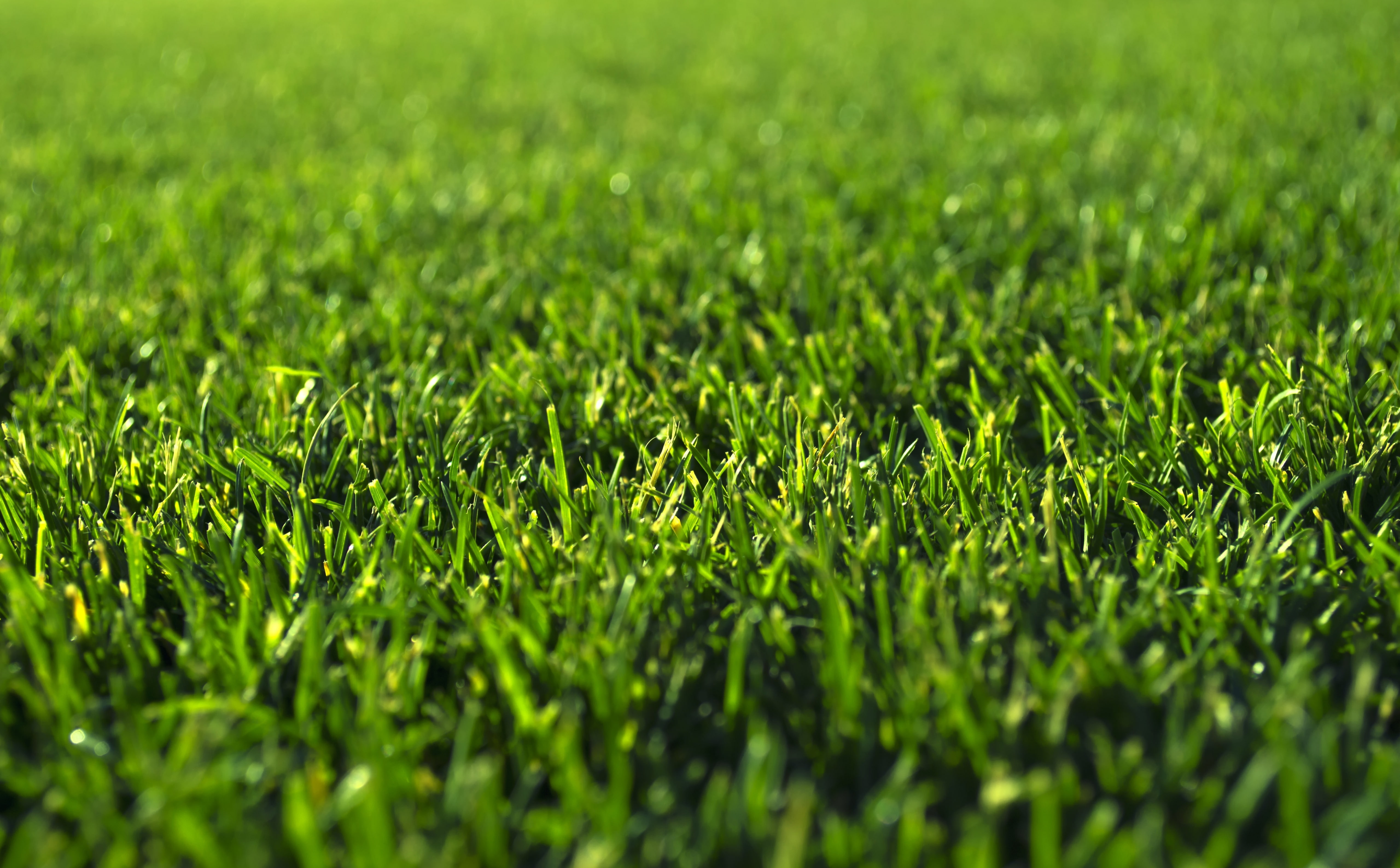 grassy, day, green, full frame, landscape, field, foliage, green color, beauty in nature, Aero, selective focus, growth, nature, 5K, tranquility, plant, HD Wallpaper