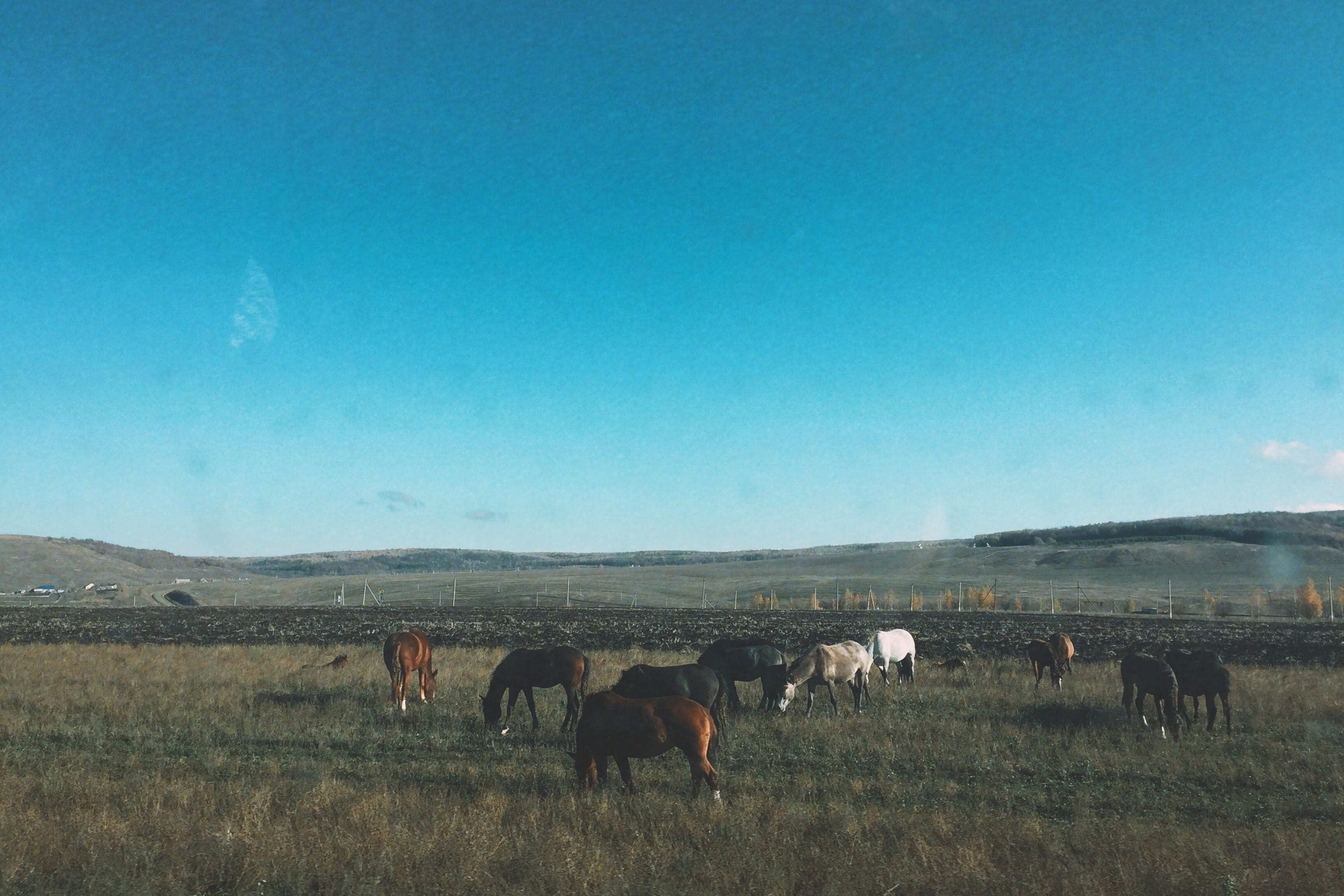 animal wildlife, domestic animals, group of animals, environment, vertebrate, pets, livestock, green, horses, russia, animals in the wild, no people, nature, HD Wallpaper