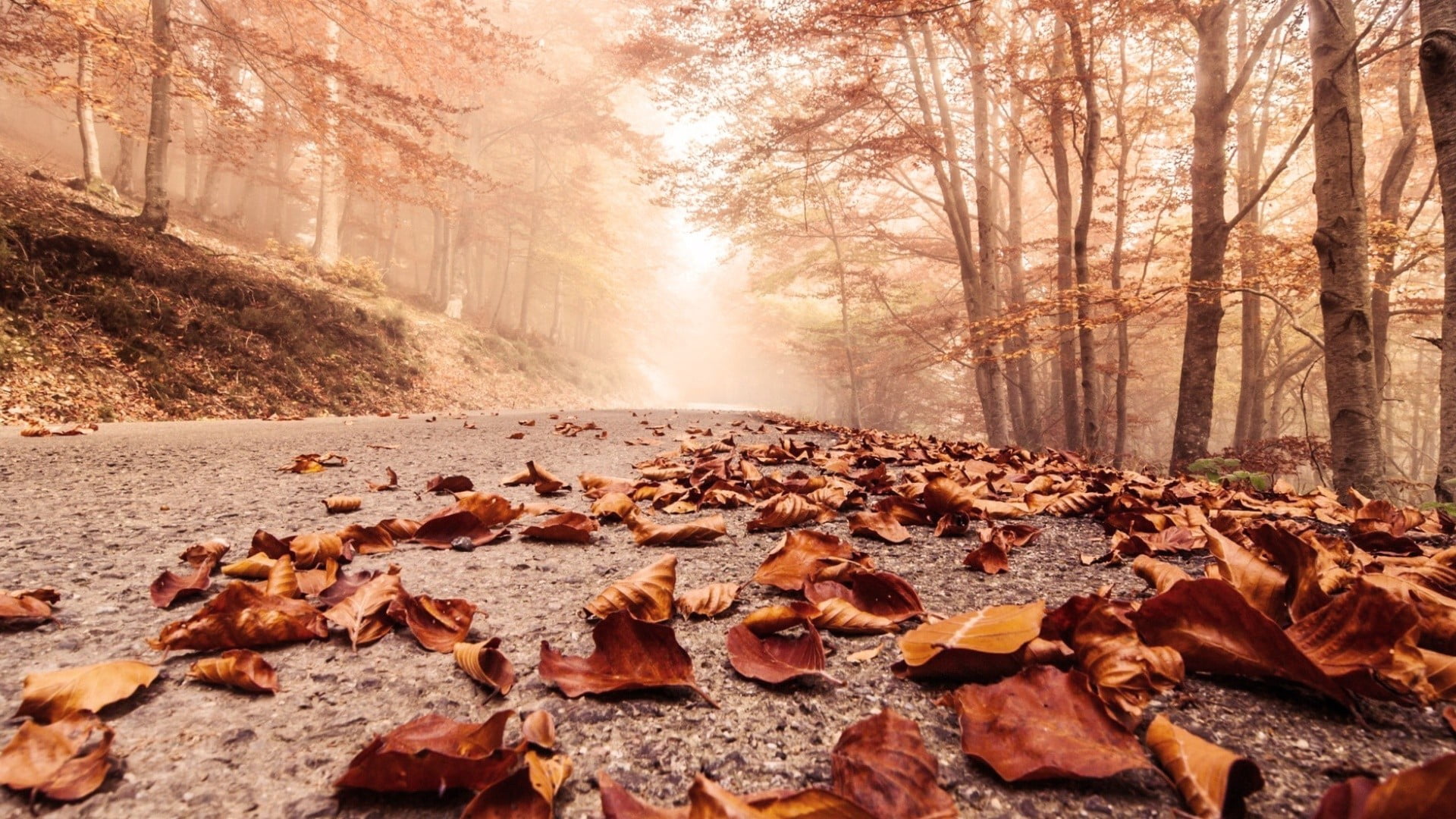 forest, tranquility, green, road, colors, color Image, falling, outdoors, autumn, day, sunlight, woodland, branch, scenics - nature, street, daytime, tranquil scene, HD Wallpaper