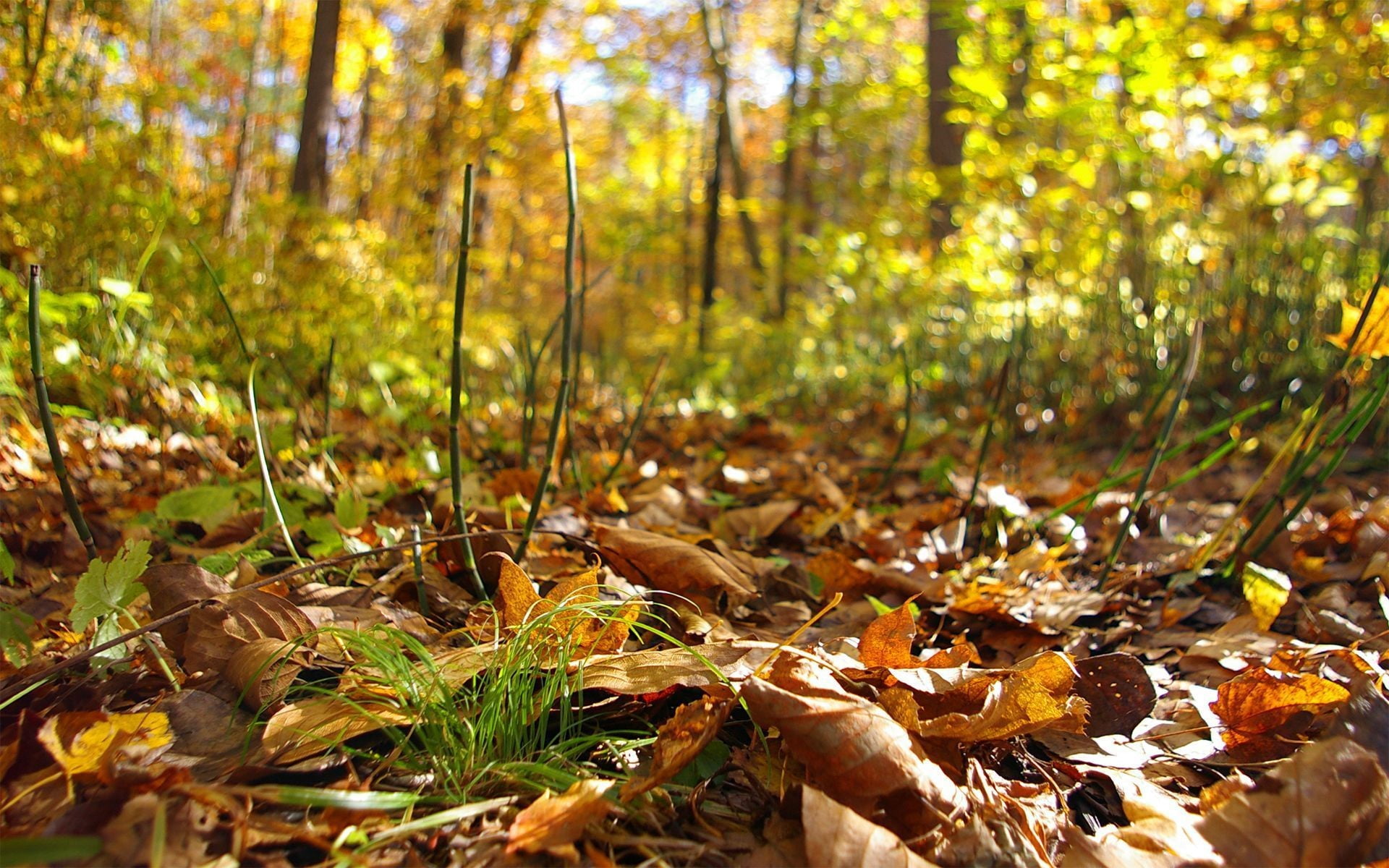 focus on foreground, beauty In Nature, park - Man Made Space, october, leaf, environment, field, falling, land, color Image, fall, dry, change, lush Foliage, HD Wallpaper