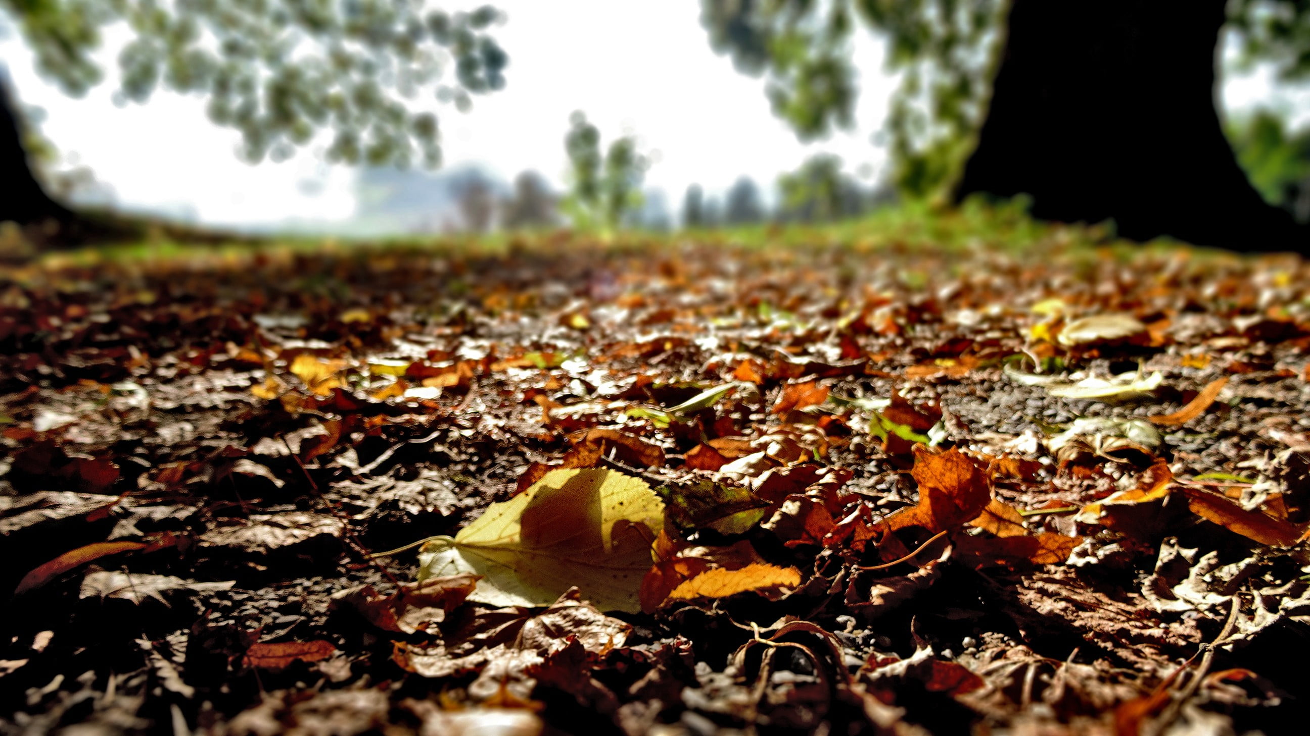 multi Colored, close-up, leaf, park - Man Made Space, backgrounds, gold Colored, colors, landscape, closeup, day, outdoors, beauty In Nature, orange Color, HD Wallpaper