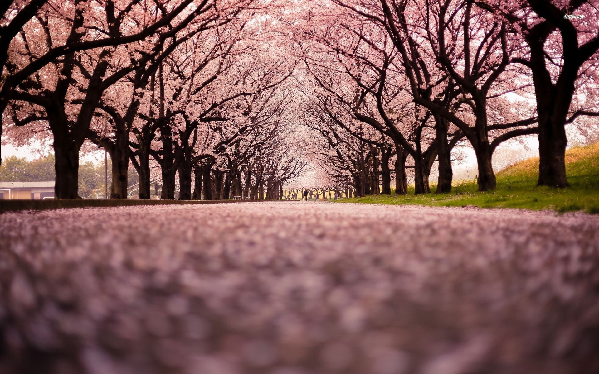 scenics - nature, the way forward, tranquil scene, treelined, 1080P, tree, road, surface level, cherry blossom, trunk, park, nature, alley, diminishing perspective, HD Wallpaper