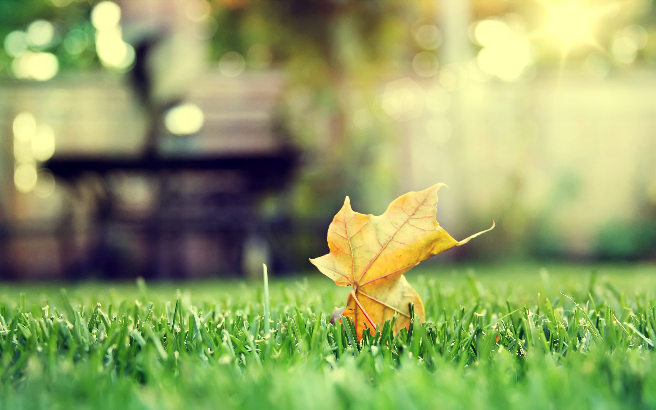 close-up, bright, vulnerability, no People, grass, lush Foliage, tree, orange Color, scenics, dried, color Image, pants, autumn, leaf, maple Tree, 2K, HD Wallpaper
