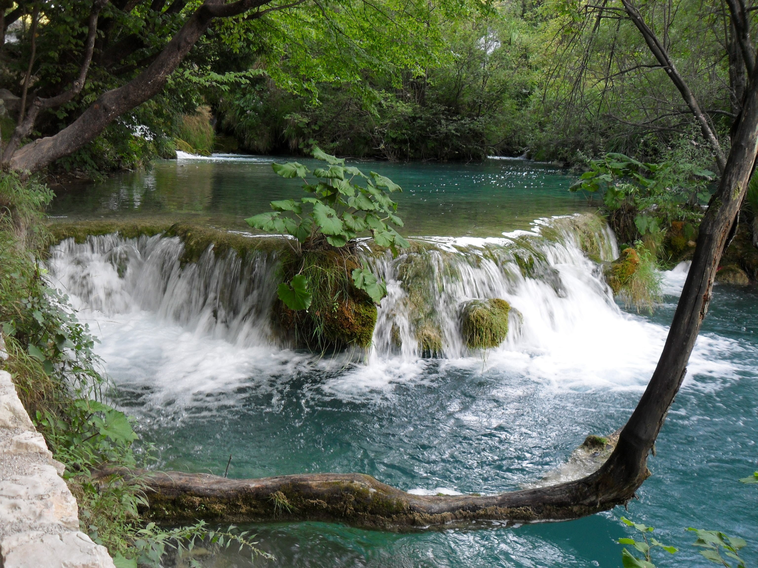 nature, no people, plant, plitvice lakes, beauty in nature, forest, growth, lake, land, day, flowing, non-urban scene, flowing water, 2K, national park, HD Wallpaper