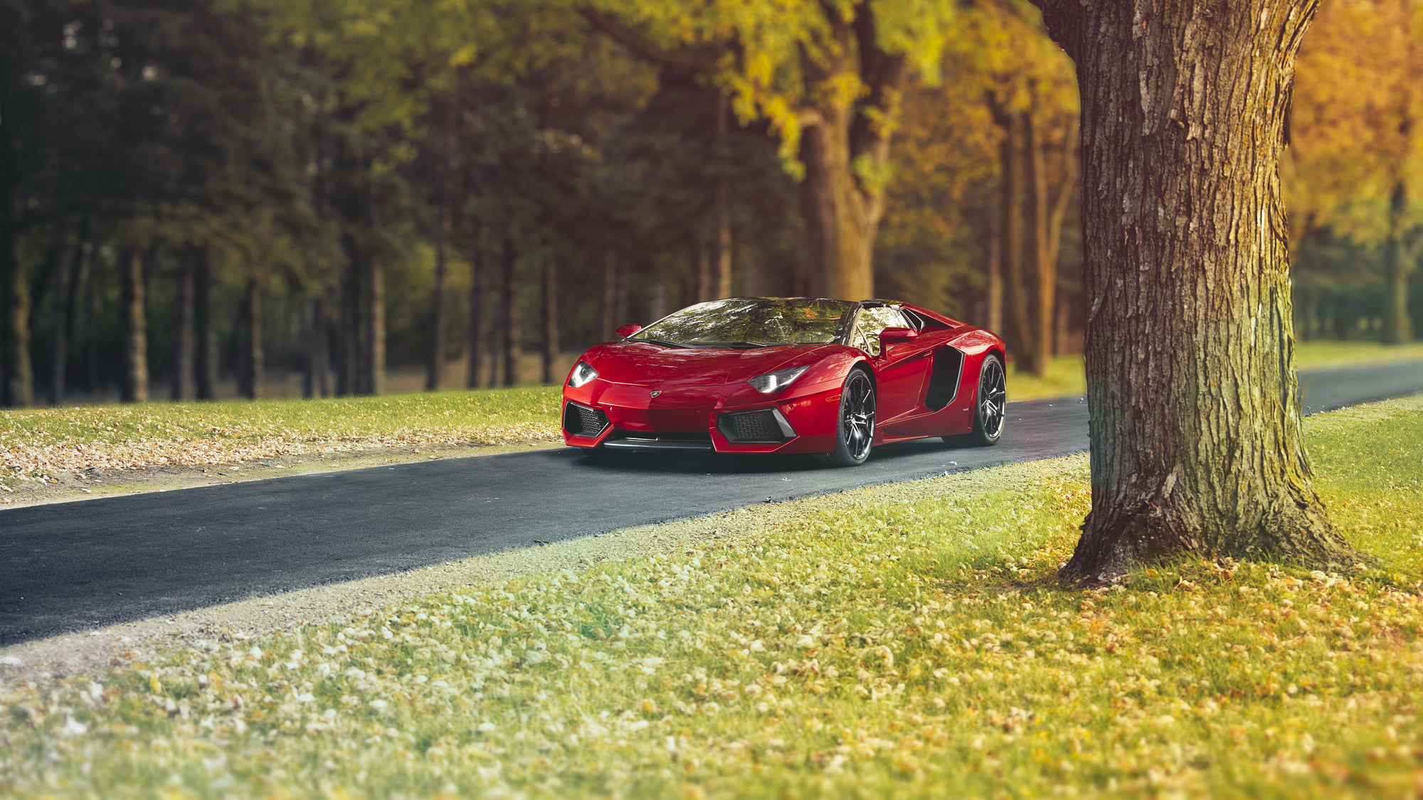 mode of transportation, hq, outdoors, tree trunk, growth, supercar, no people, green color, surface level, transportation, sunlight, forest, HD Wallpaper