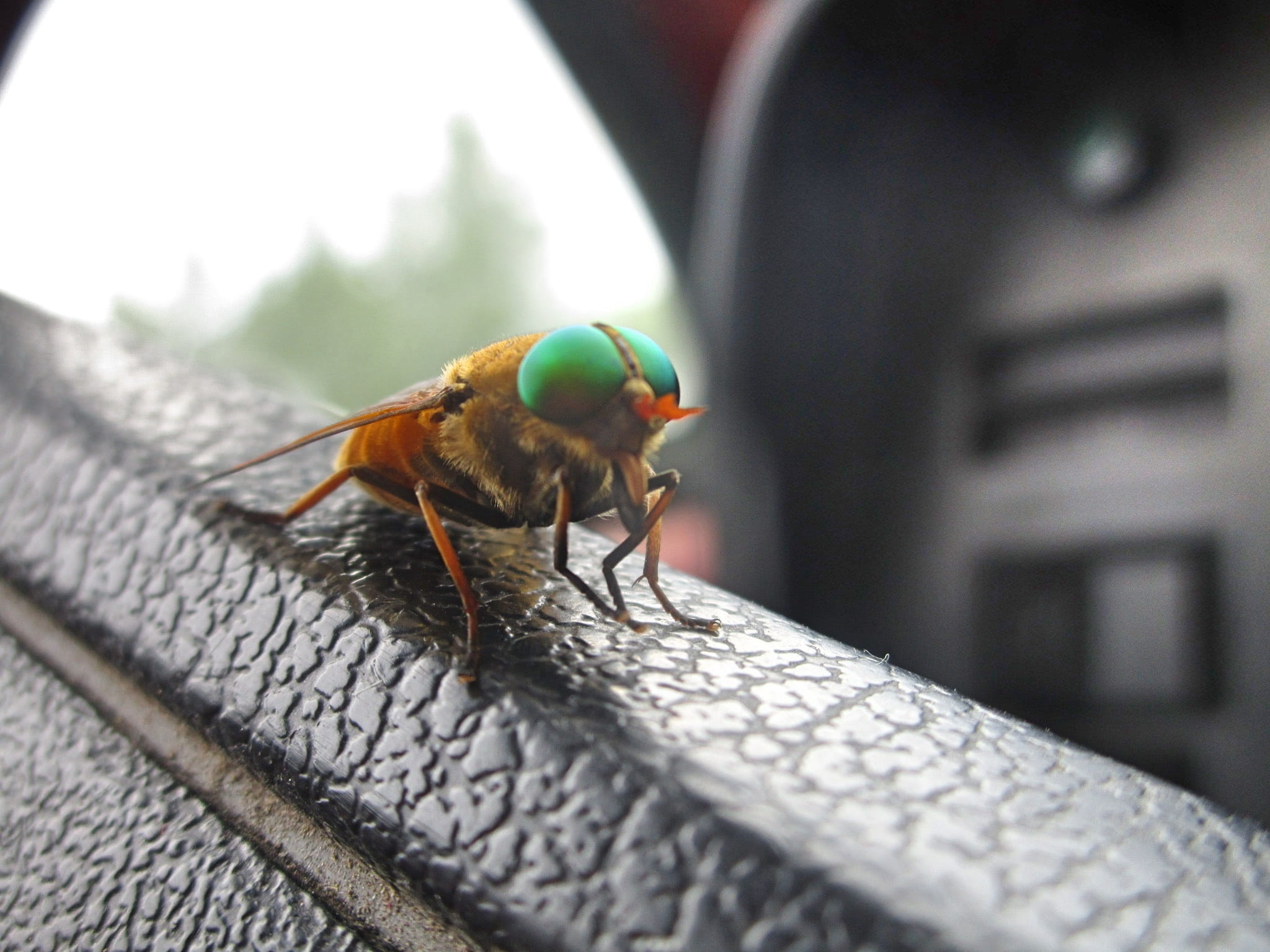 selective focus, close-up, fly, vertebrate, outdoors, day, animal wildlife, animal themes, perching, insect, bird, one animal, 1080P, animals in the wild, HD Wallpaper