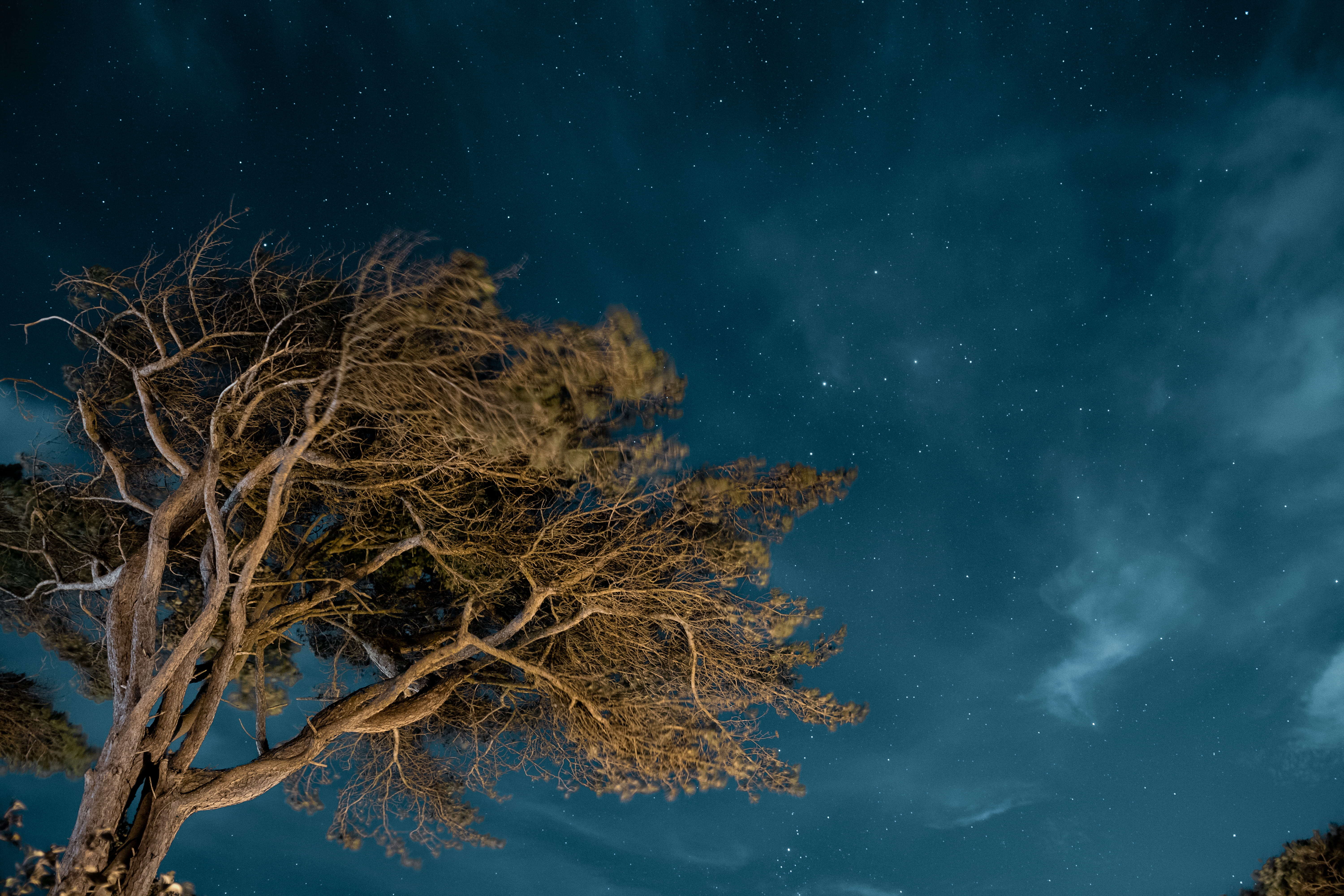 low, photo, scenics, trunk, night sky, winter, forest, landscape, nebula, sky, long exposure, dark, cloud, nervum, motion blur, backgrounds, moonlight, HD Wallpaper