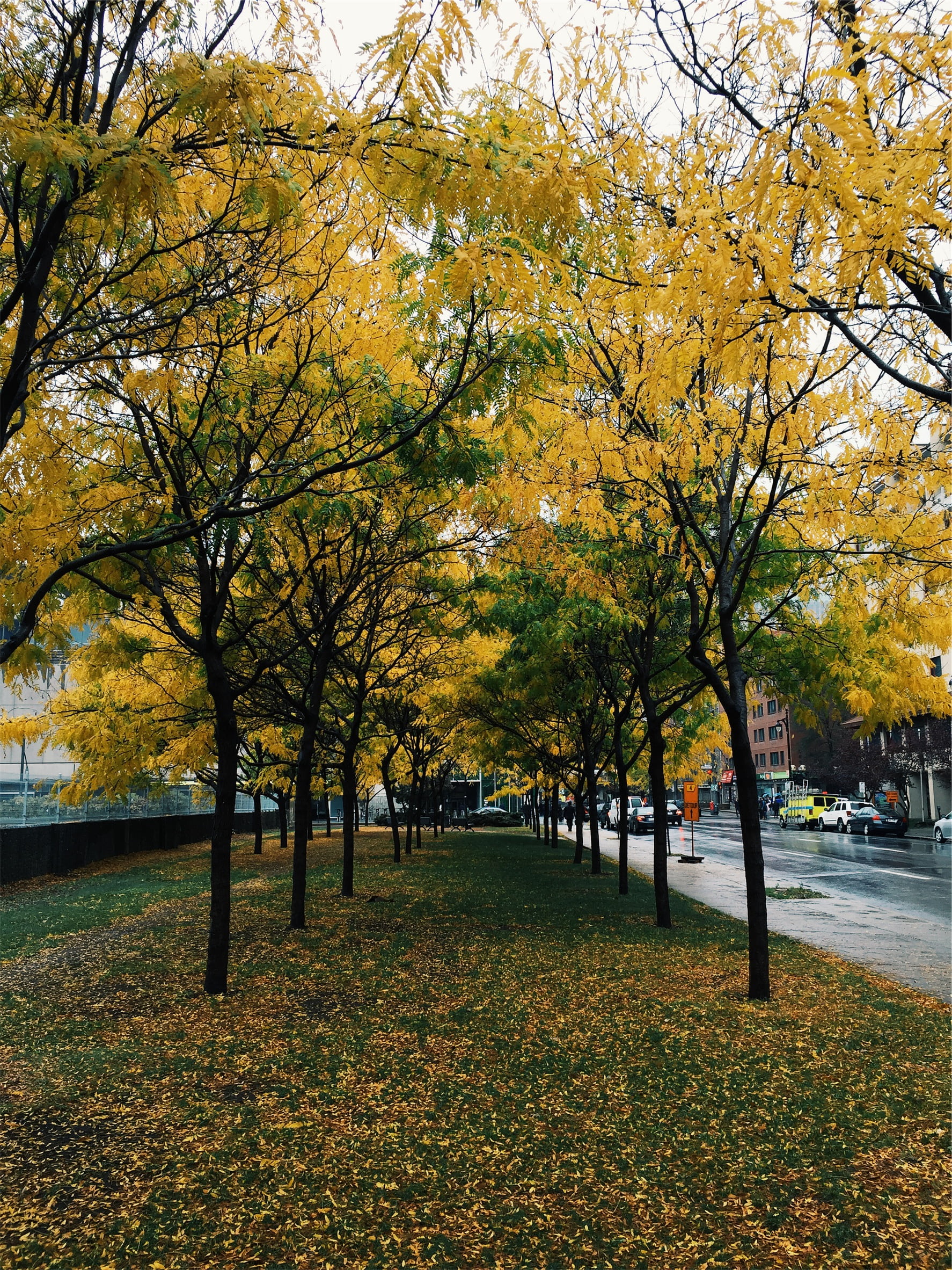 day, rain, autumn, yellow, scenics, footpath, wet, scenics - nature, sidewalk, tree, road, plant, multi colored, orange color, growth, grass, beauty in nature, Phone HD Wallpaper