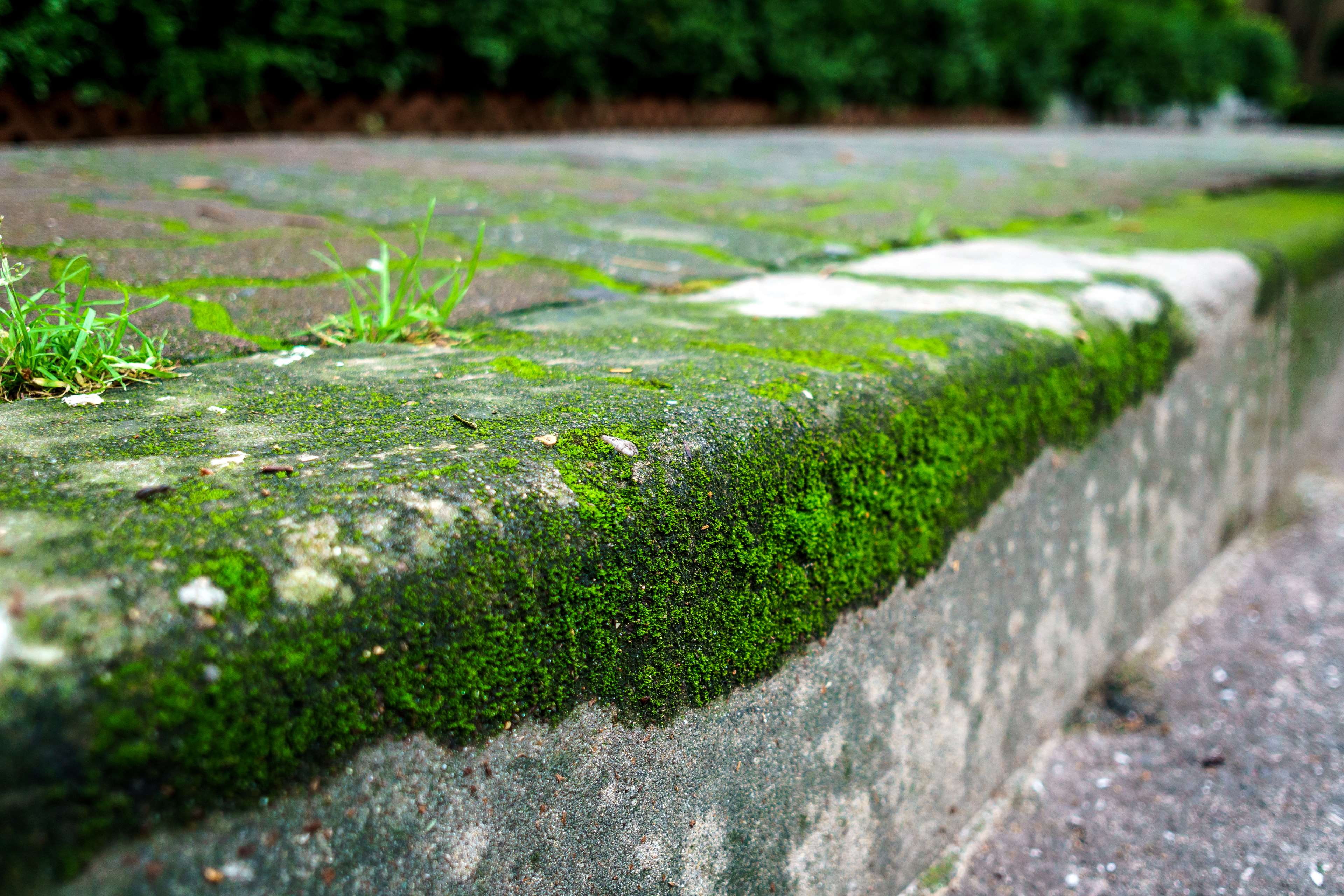 selective focus, plant, growth, day, sidewalk, grass, solid, hedge, tree, moss, surface level, no people, nature, concrete, bush, 4K, tranquility, park, HD Wallpaper