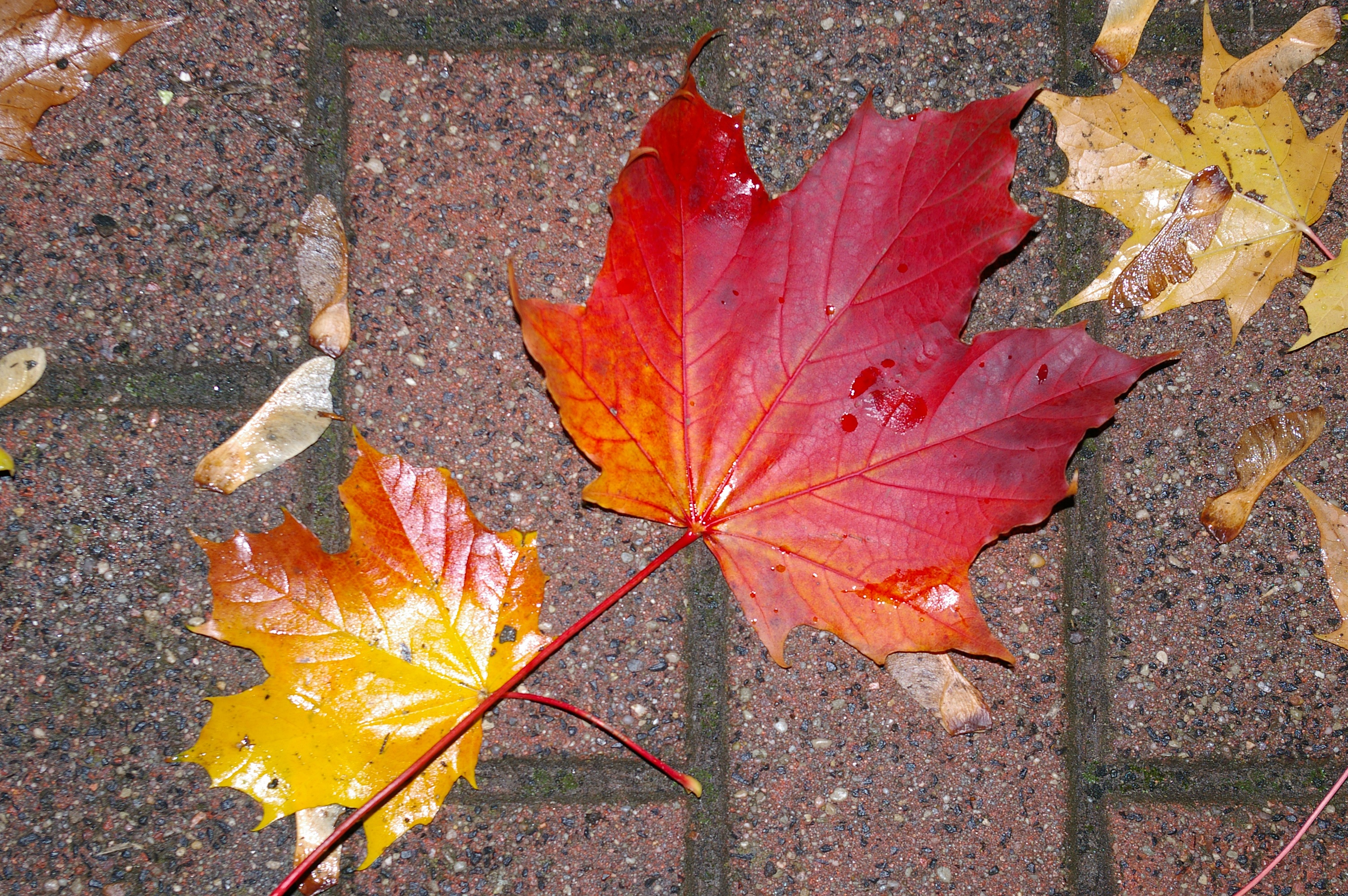 golden, close-up, yellow, paving stones, orange color, leaves, fall leaves, leaves in the autumn, maple leaf, high angle view, 2K, fall foliage, fall, HD Wallpaper