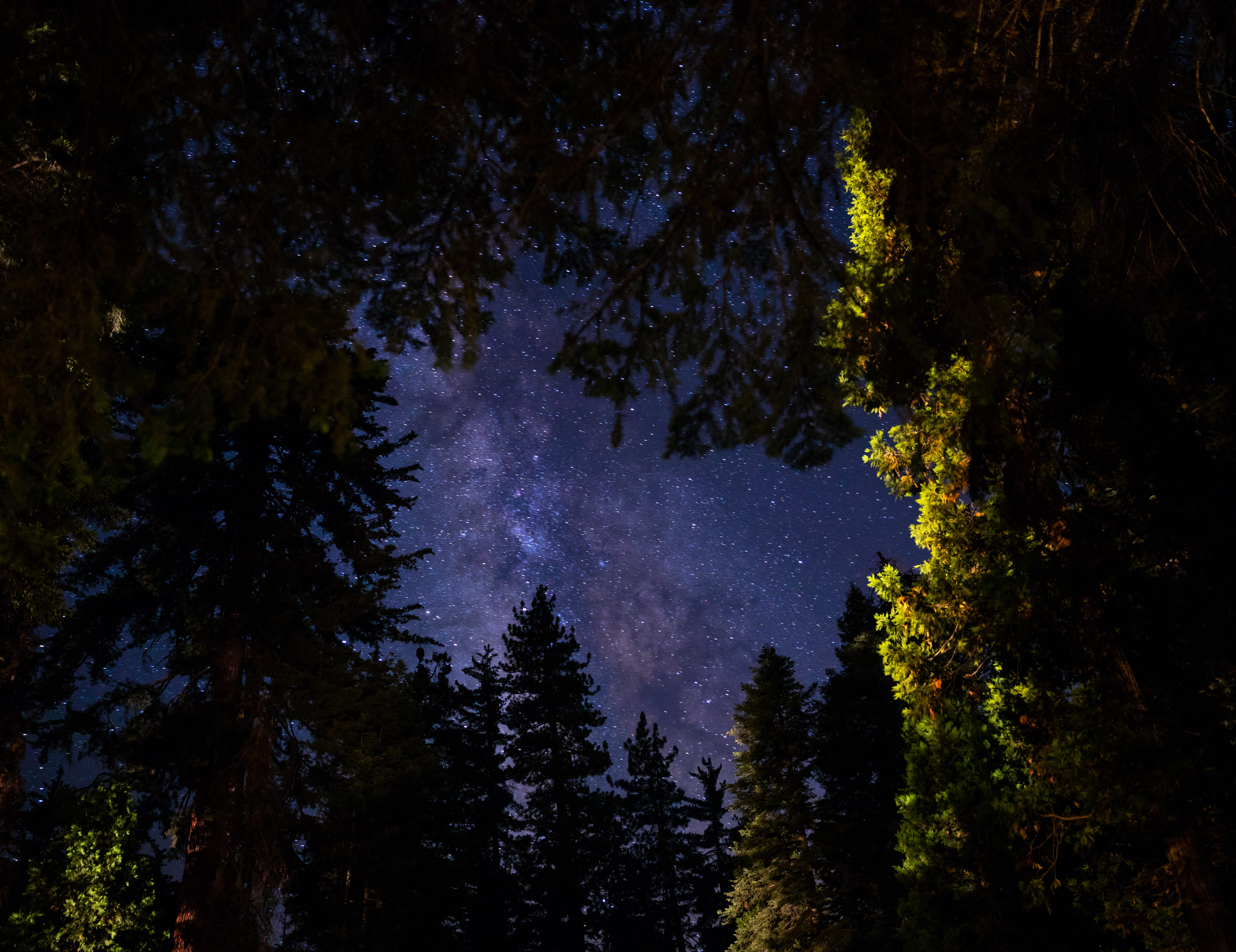 tranquil scene, time, tree, astronomy, green, night, night skty, starry sky, tree sky, no people, forest top, conifer, star - space, trees, growth, tranquility, HD Wallpaper