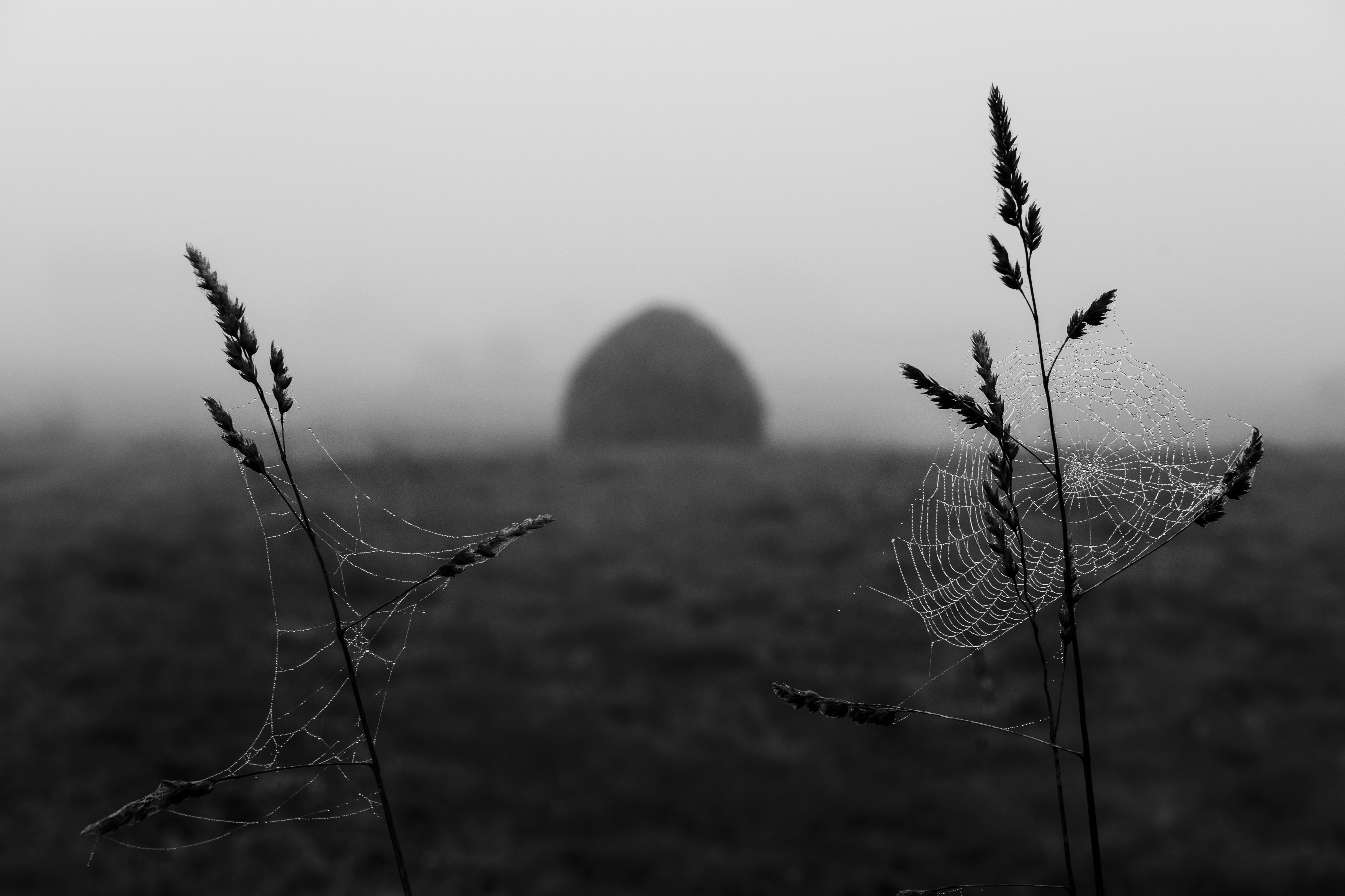 grey scale, galicia, grey, web, 5K, xf, Spider Web, fujinon, nature, Plants, galiza, teo, f2, fujifilm  x-pro2, wr, spider, scale, HD Wallpaper
