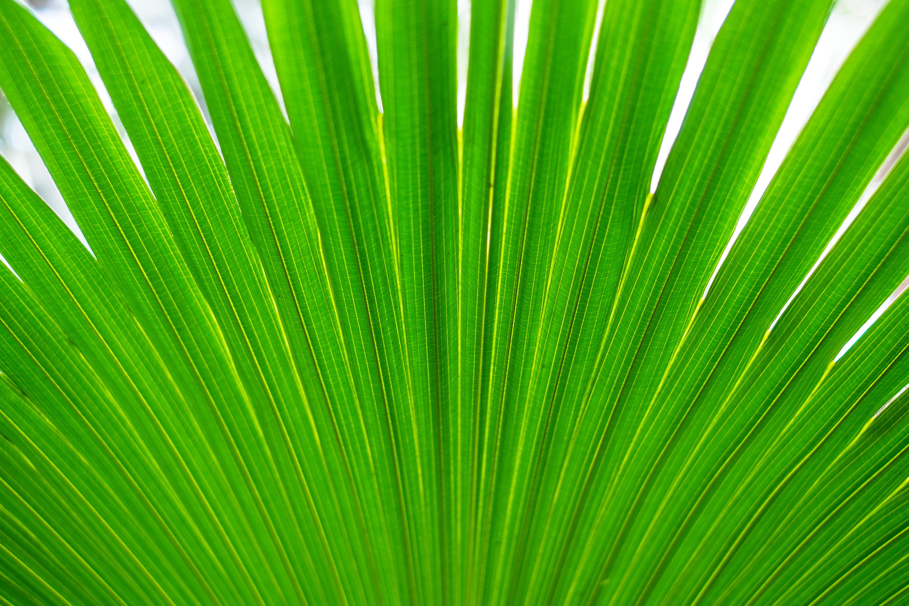 macro, green Color, leaf, palm Tree, backgrounds, close-up, 2K, anahaw, nature, Fujinon, abstract, 4R, Bloedel Conservatory, tropical Climate, freshness, HD Wallpaper