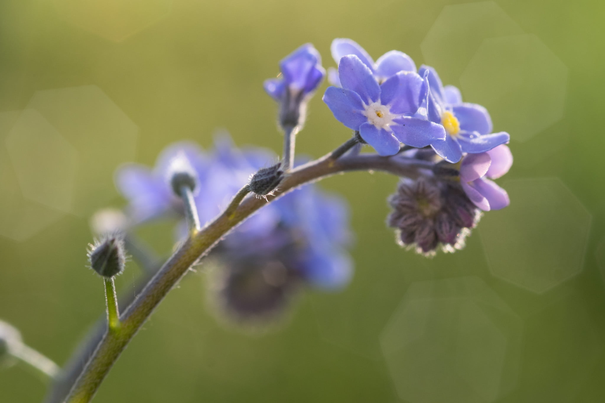 flowers, best camera, Moments, street, X-T1, plant, macro photography, springtime, nature, photo, france, Le Mans, flower, close-up, in bloom, White, Forget me Not, HD Wallpaper