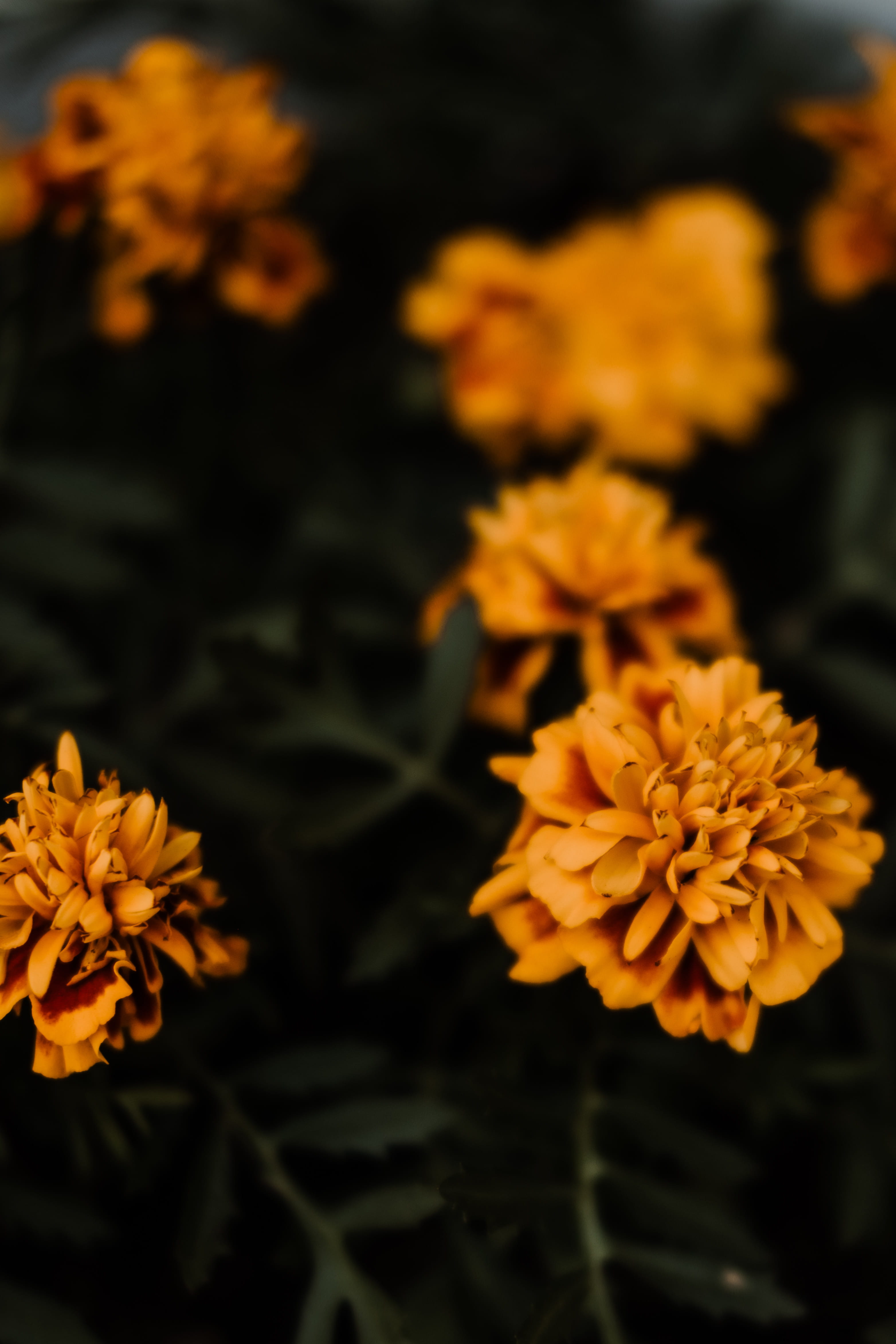 outdoors, 35mm, close-up, blossom, fragility, yellow, orange color, petal, selective focus, freshness, flower head, no people, flowers, earth, macro, 4K, Phone HD Wallpaper