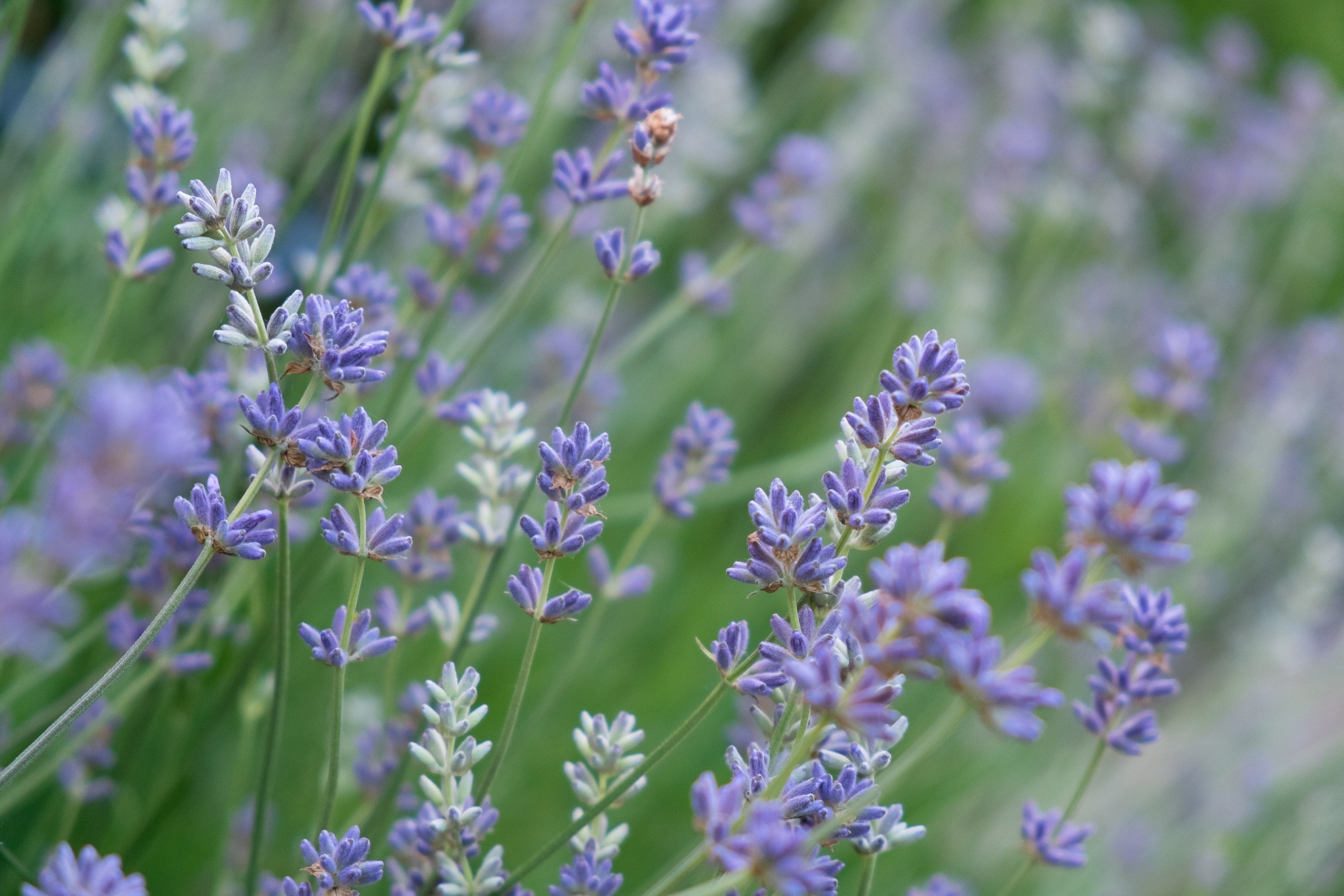 2K, purple, LM, flower, field, nature, lavender, summer, 4R, rockhill, flowered, focus, Burnaby, shallow focus, Fujinon, photography, shallow, OIS, plant, HD Wallpaper