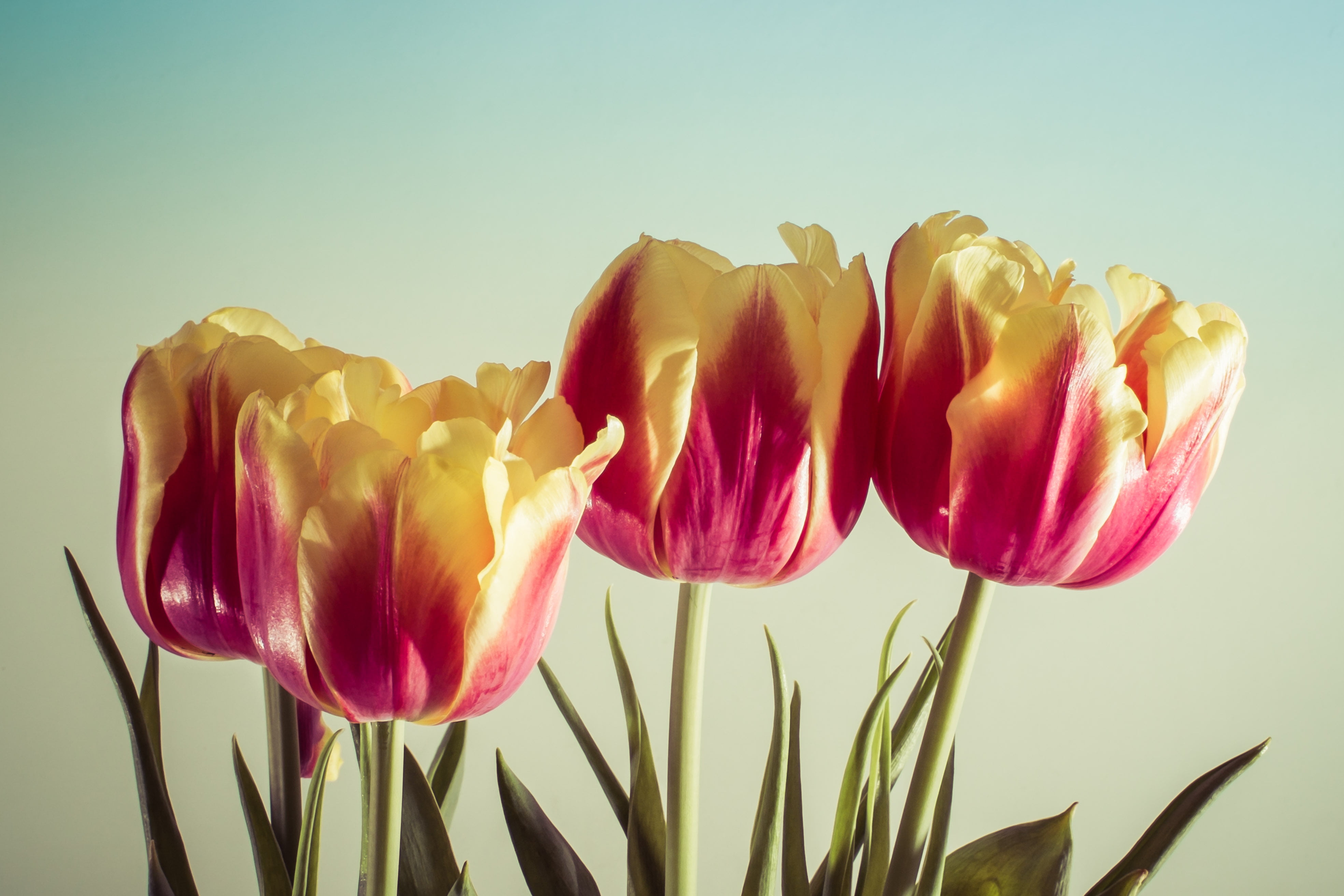 de, tulip, nature, Feliz, beauty In Nature, springtime, flower, macro, Día, la, Mothers Day, 35mm, plant, 4K, red, Madre, f/1.4, Photography, lily, color, HD Wallpaper