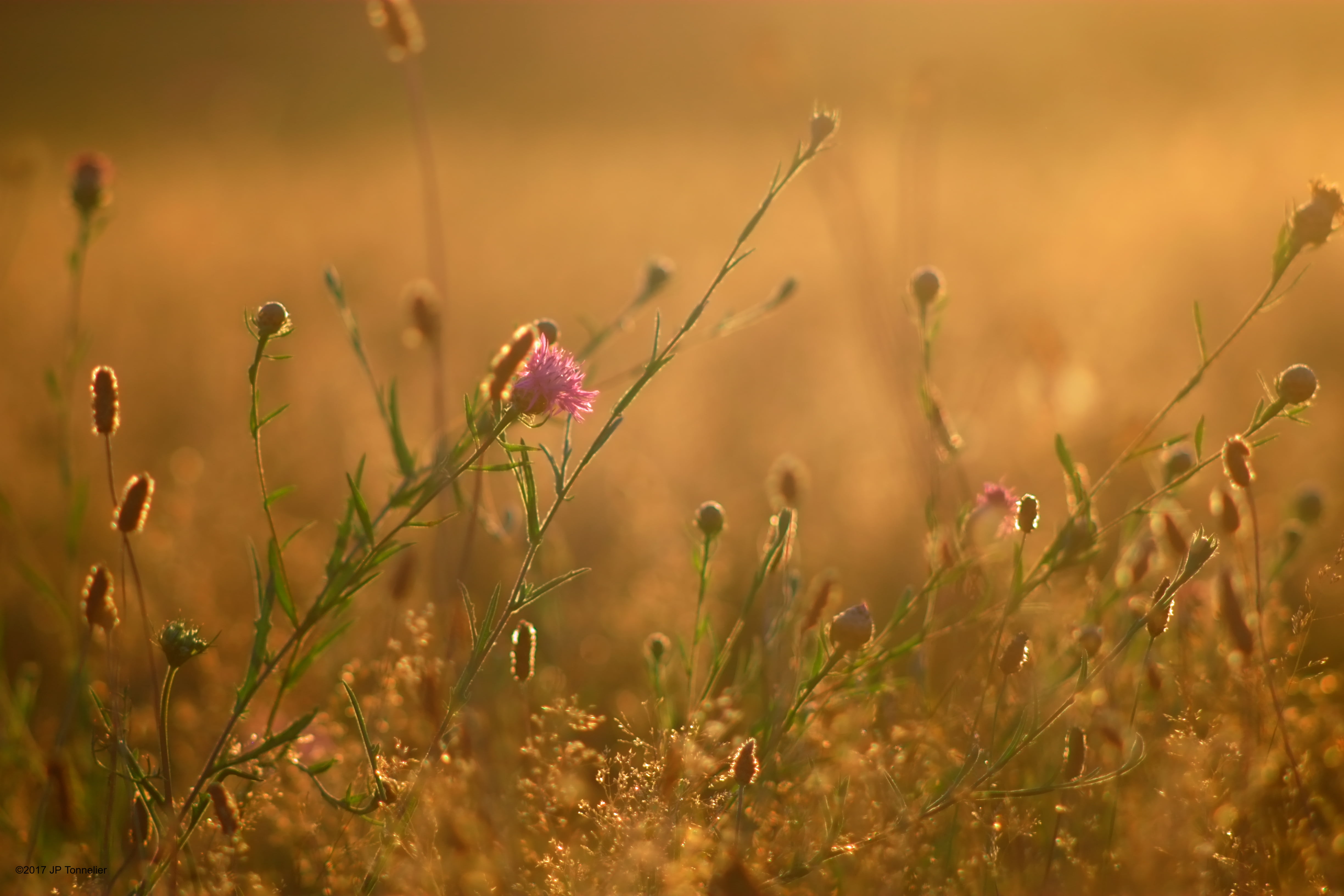 flare, OM, 4K, shallow focus, nature, Lens, bokeh, pink and brown, meadow, flower, Fujifilm, field, f2.8, flowers, grass, X-E1, fuji, shallow, brown, couchant, HD Wallpaper