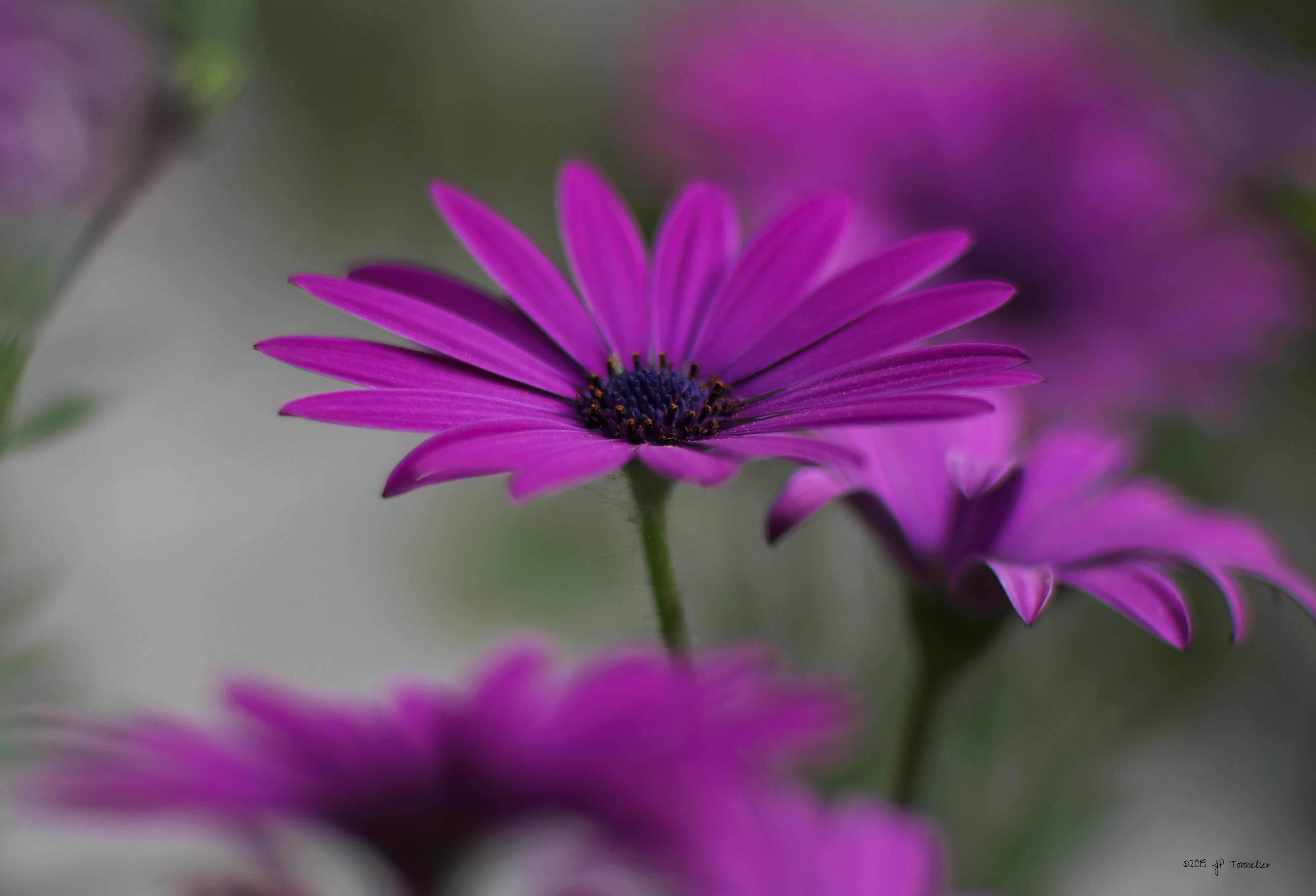 fujifilm  X-E1, France, flower, petit jardin, pink Color, summer, fleur, purple, photography, om, nature, focus, selective focus, plant, selective, 4K, HD Wallpaper