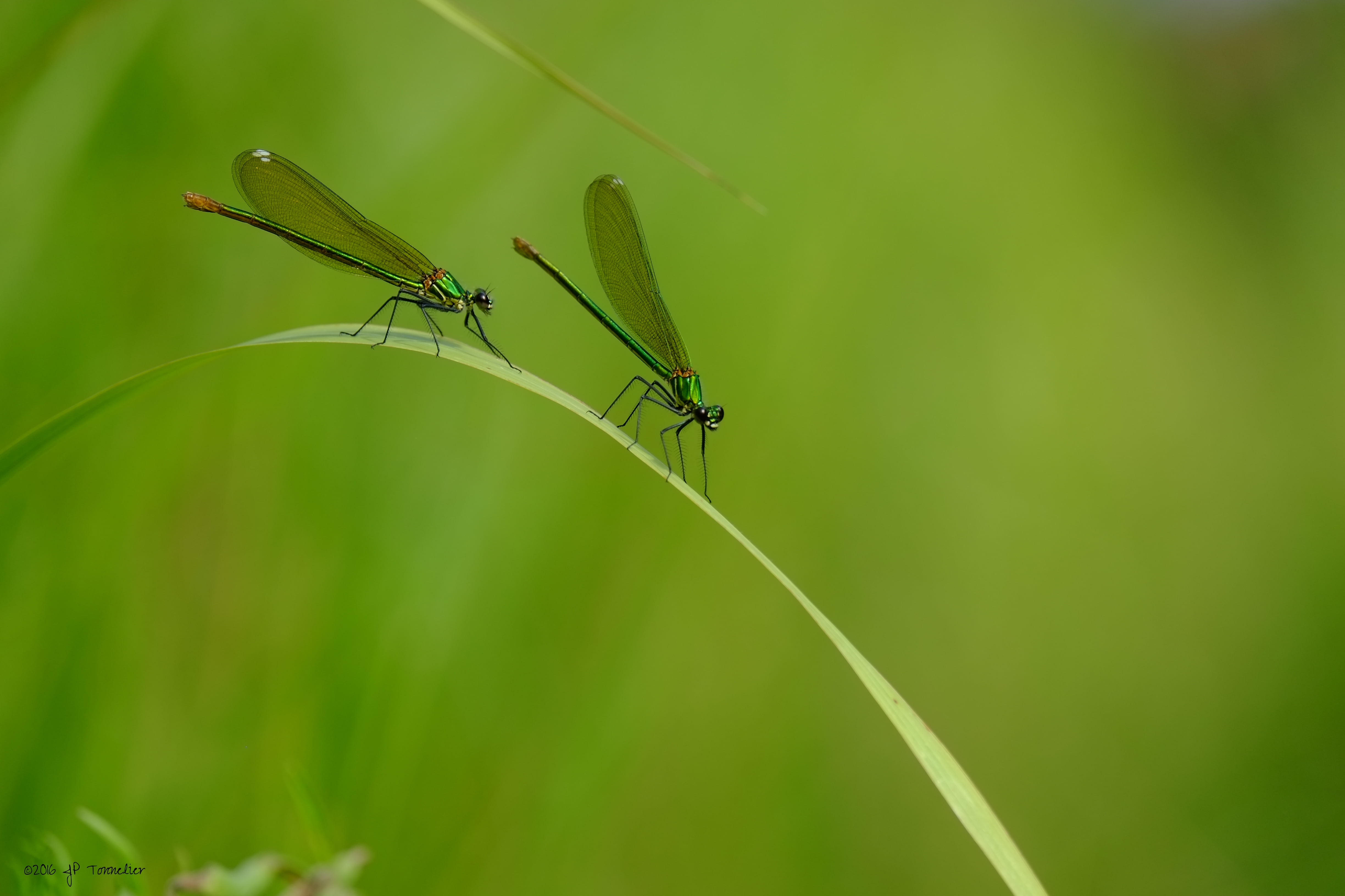 close-up, Demoiselle, photo, Haute-Garonne, summer, Odonate, dragonfly, animal Wing, 4K, dragonflies, vert, Fuji, bokeh, nature, LM, grass, OIS, France, HD Wallpaper