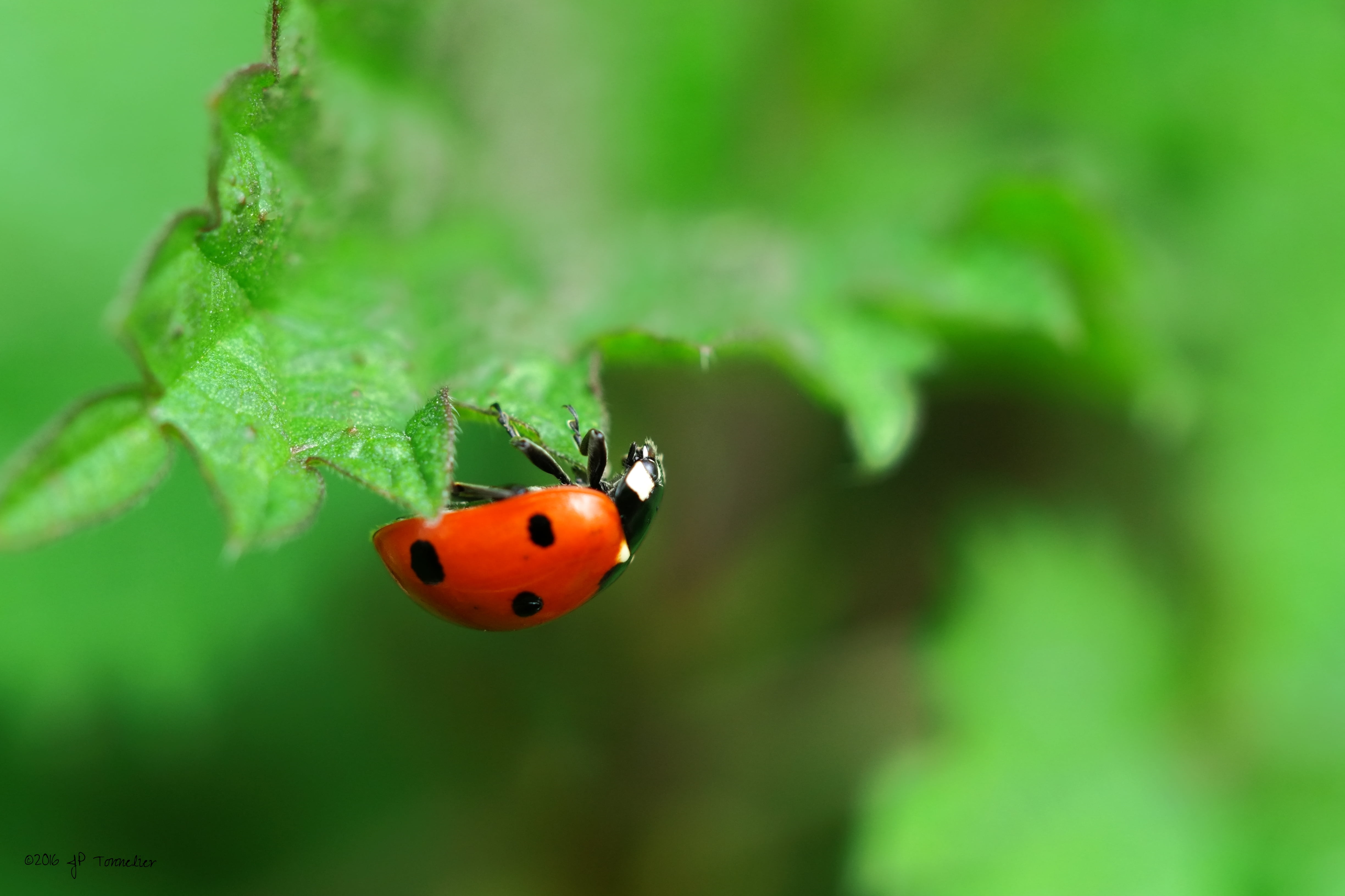 OM, Ladybug, beetle, tête, green leaf, Coccinelle, Fujifilm, tree, Macro, grass, animal, plant, nature, green Color, f2, Lens, summer, Midi-Pyrénées, red, HD Wallpaper