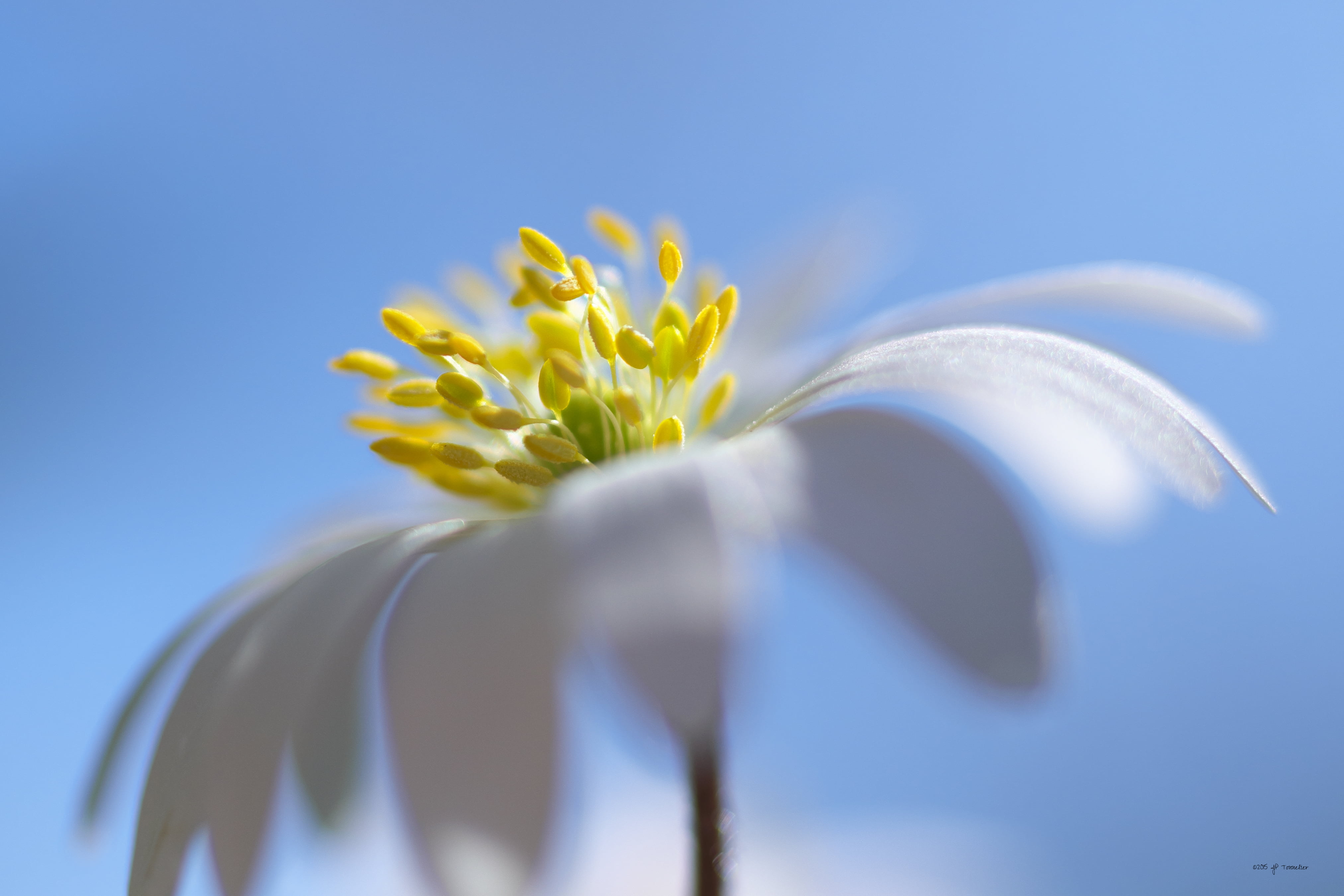 4K, closeup photography, France, Flower, fujifilm  X-E1, chamomile, yellow, photography, Macro, flower Head, plant, beauty In Nature, white, bokeh, summer, HD Wallpaper