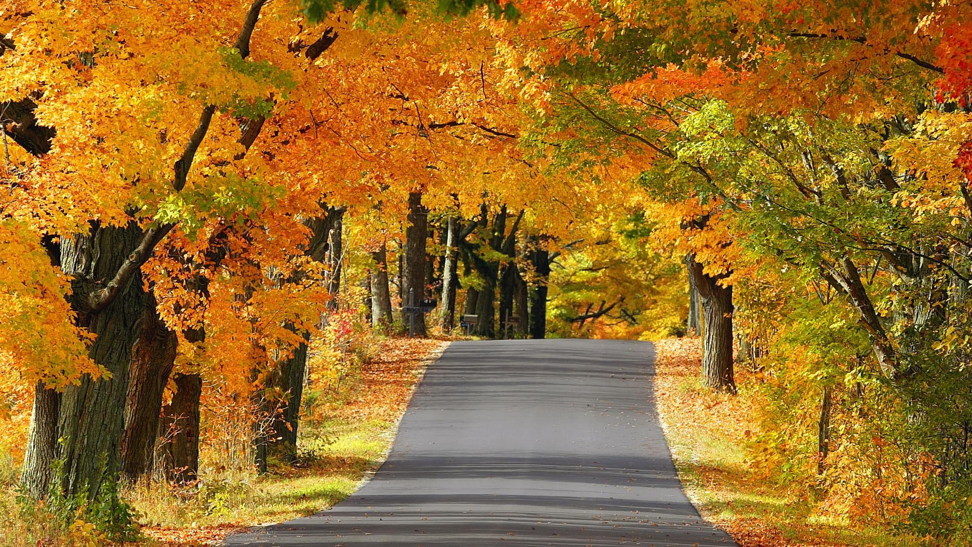 colors, plant, daylight, roadway, forest, orange, leaves, grey, grass, concrete, yellow, trees, nature and landscapes, near, autumn, leaf, nature, road, HD Wallpaper