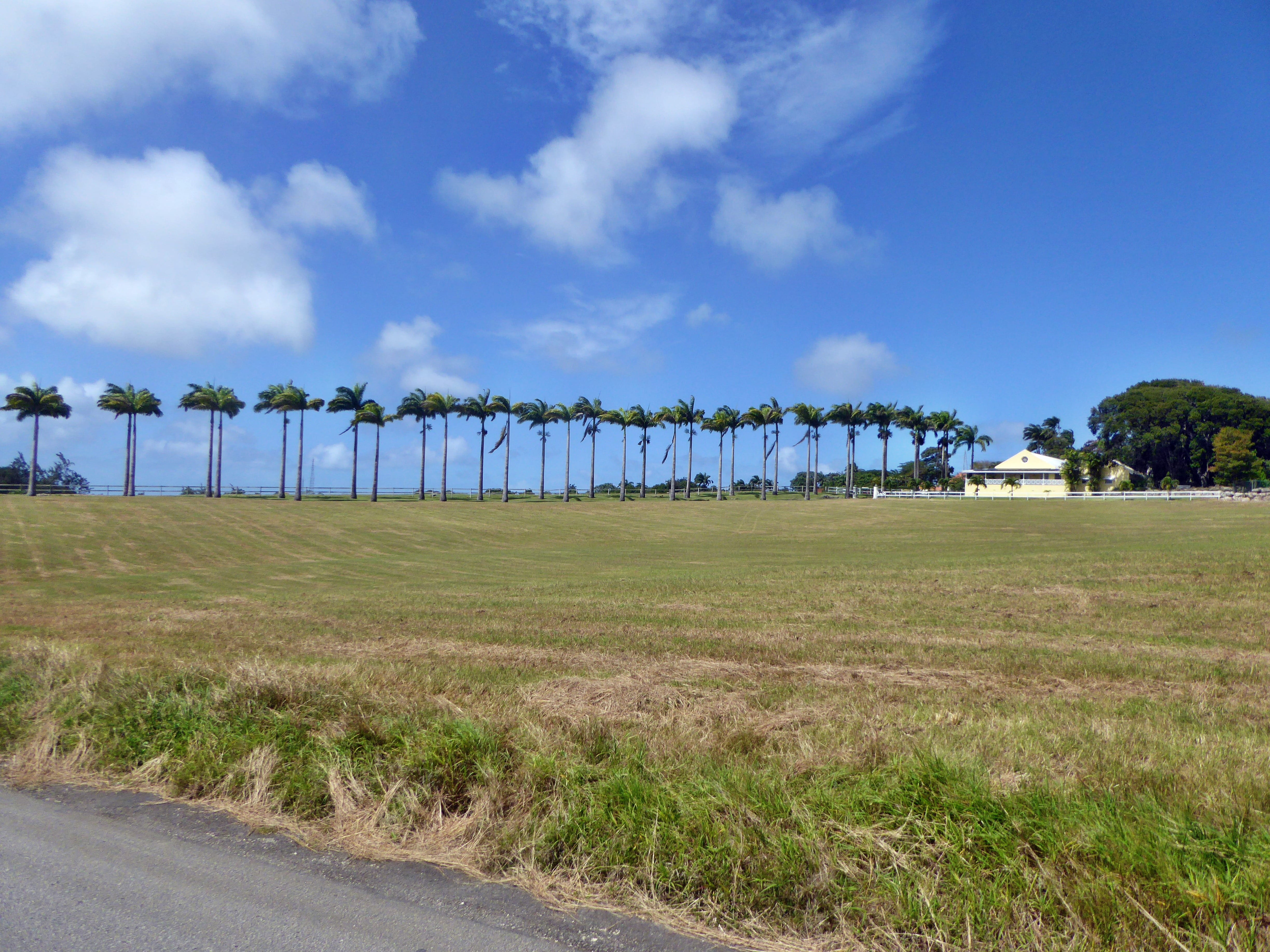 tranquility, blue, environment, cultural landscape, grass, series, beach, scenics - nature, avenue, sky, driveway, caribbean, barbados, nature, field, 4K, HD Wallpaper