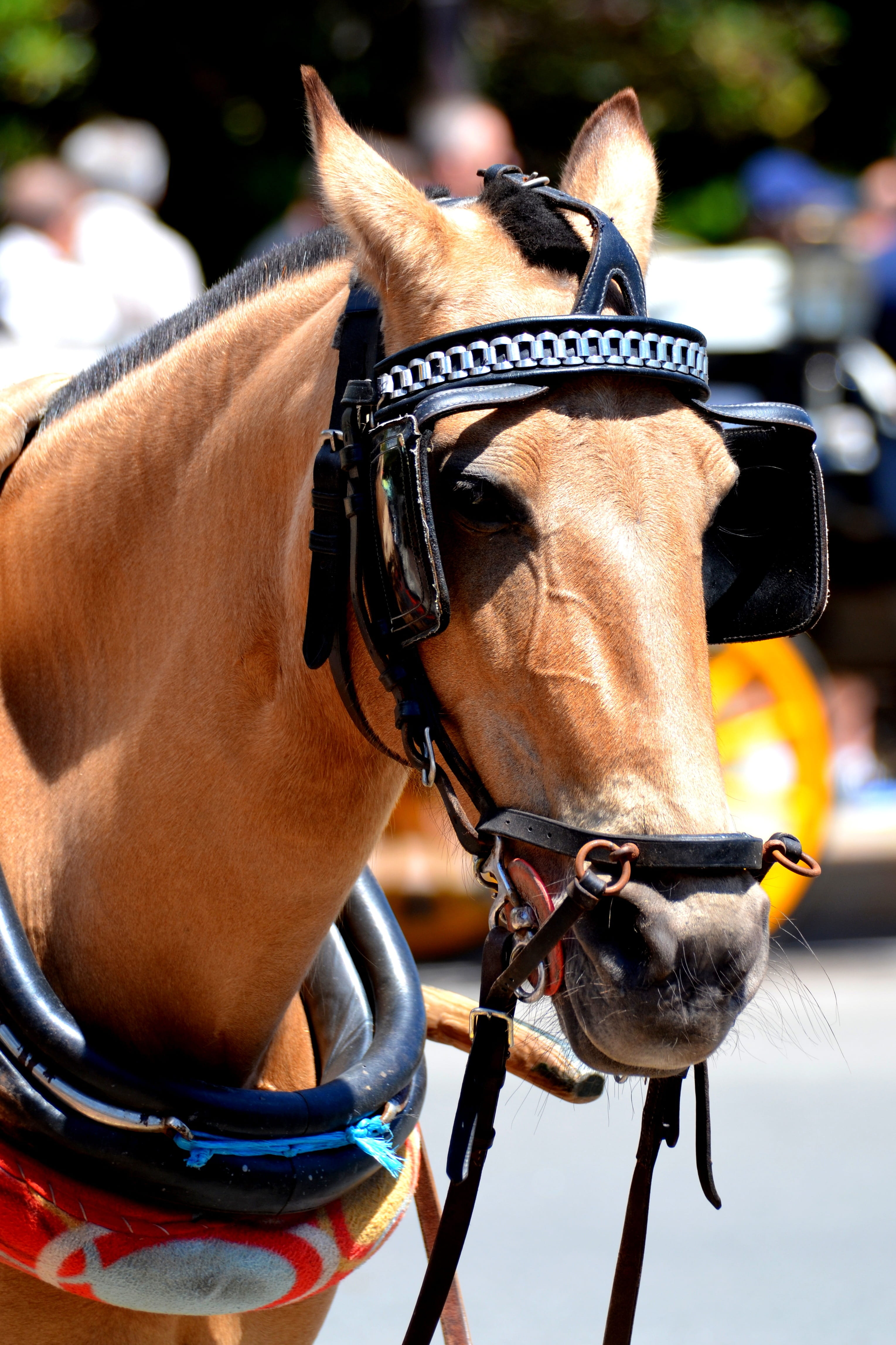 mammal, thoroughbred Horse, racehorse, pets, stallion, Heads, sports Race, mode of transport, sports Backgrounds, animal Sport, outdoors, day, sports And Fitness, Phone HD Wallpaper