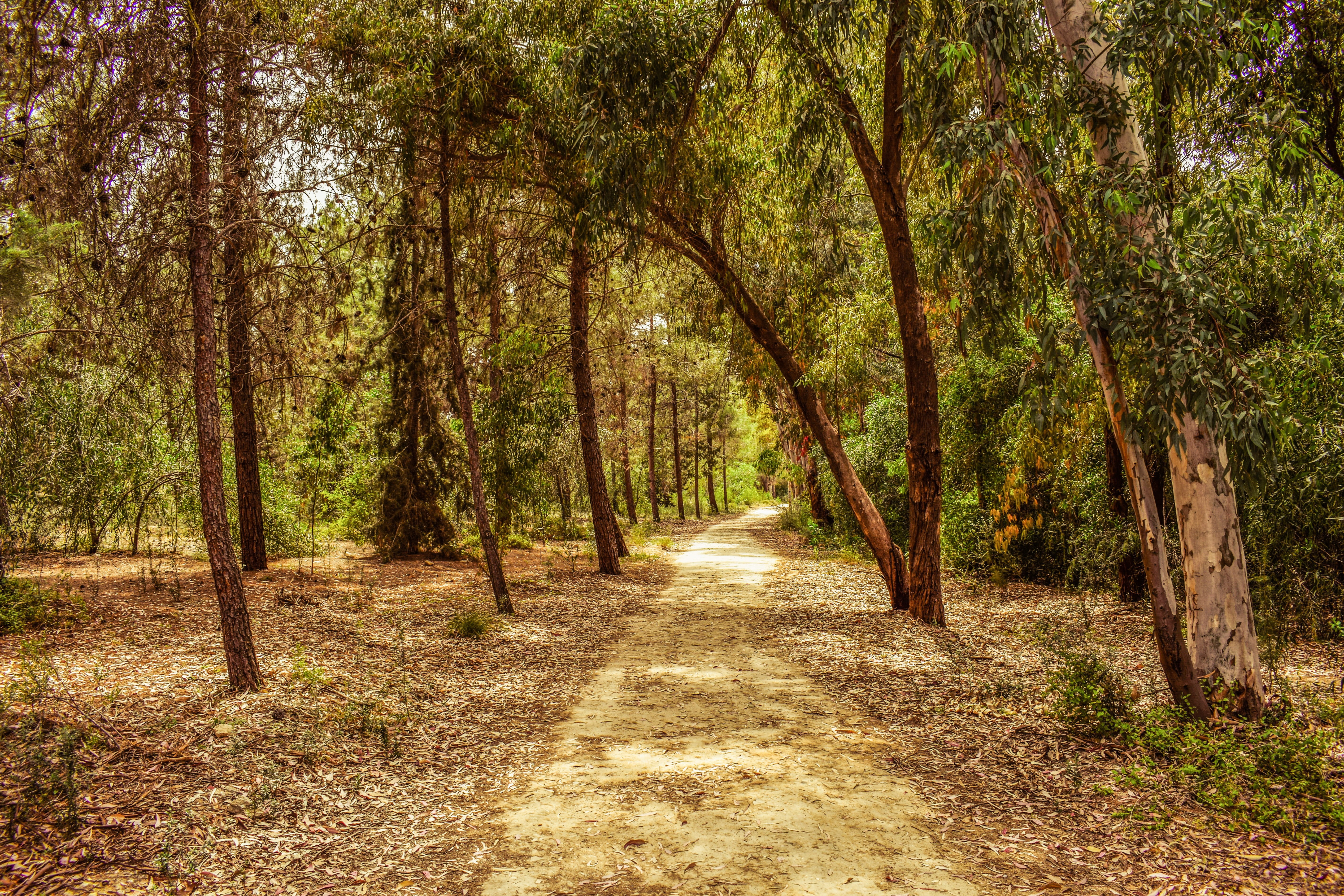 wood, growth, the way forward, treelined, tree trunk, path, scenics - nature, forest, tree, land, trees, trunk, footpath, direction, scenery, nature, diminishing perspective, HD Wallpaper