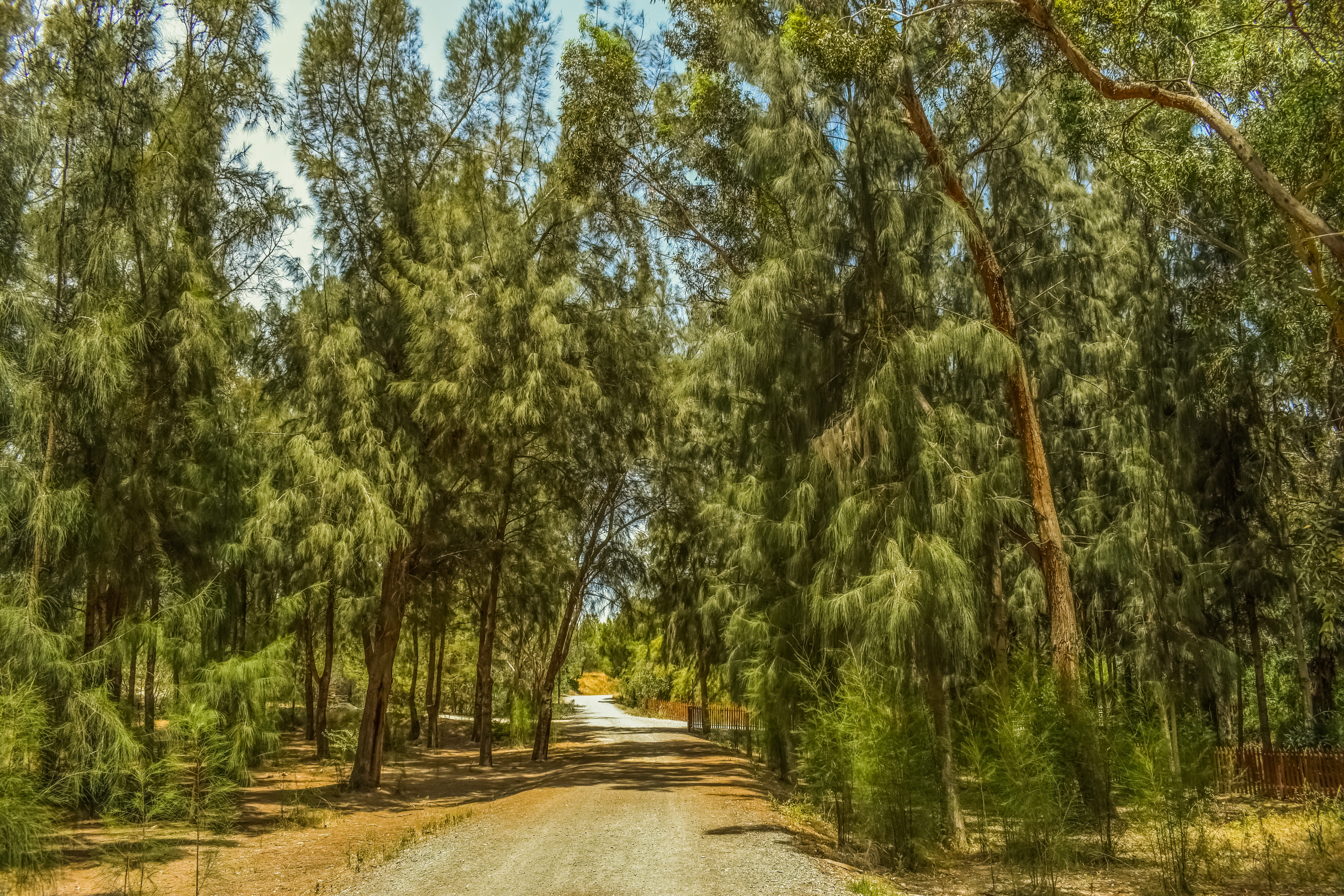 park - Man Made Space, scenics - nature, day, scenery, treelined, Landscape, land, tree canopy, Trees, diminishing perspective, growth, tree, footpath, HD Wallpaper