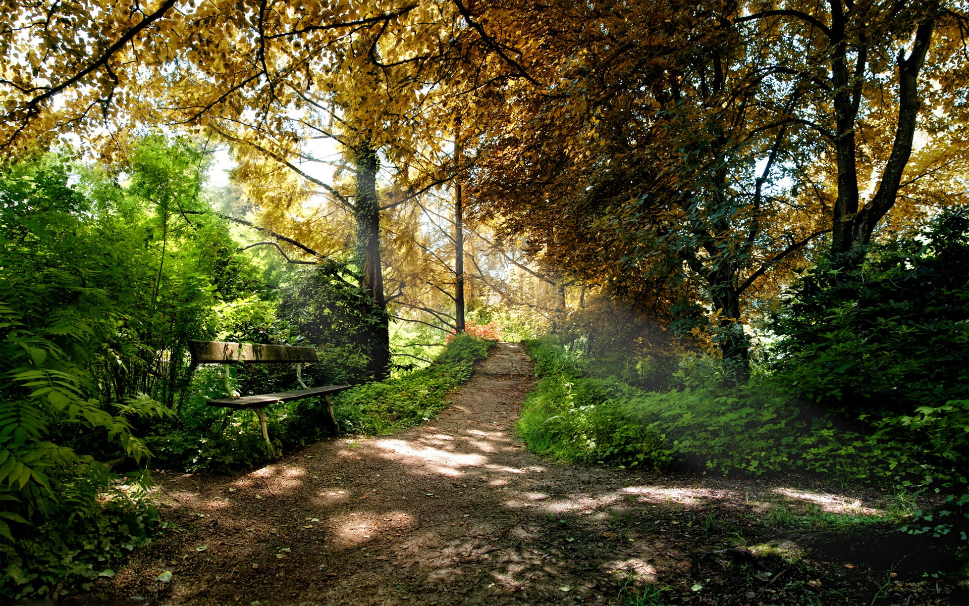 1080P, Air, Tree, Park, Fresh, Path, lined, HD Wallpaper