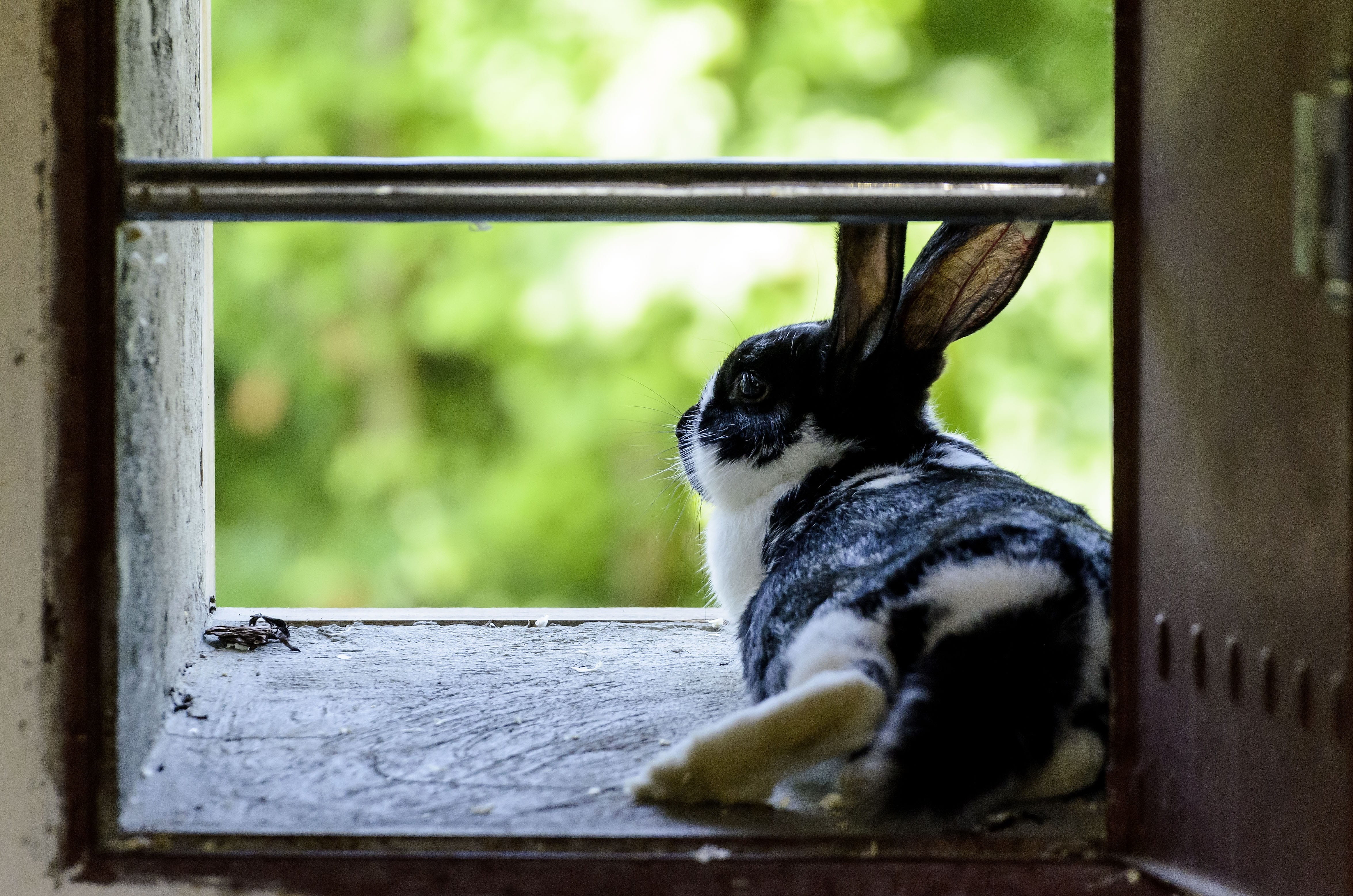 no people, animal photo, focus on foreground, outdoors, animal wildlife, black, whisker, metal, day, looking, close-up, domestic, lying, 4K, mammal, widnow, HD Wallpaper