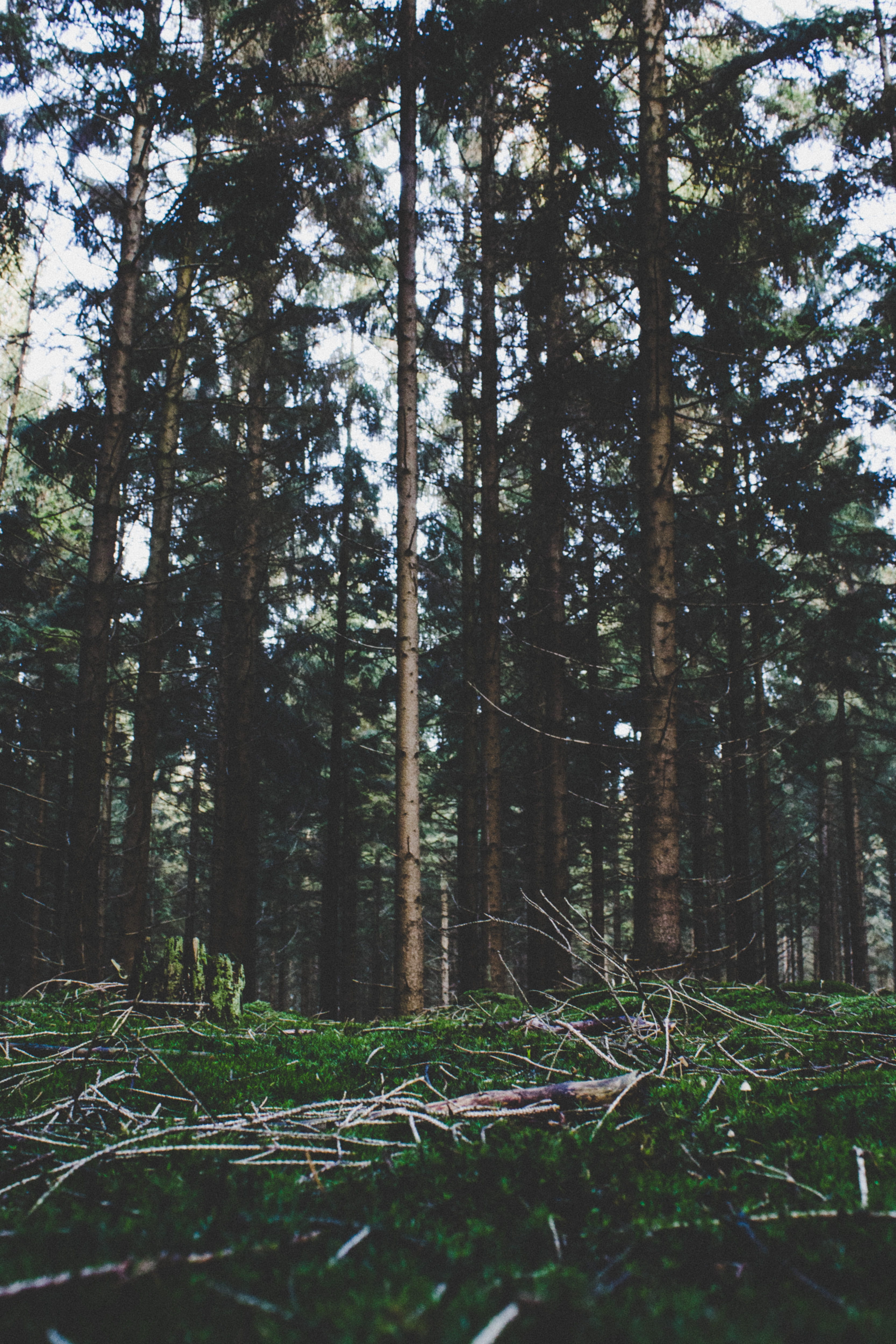 day, sunlight, plant, tranquil scene, forest, green color, scenics - nature, pine, trunk, glow, tree trunk, tall, track, tree, path, no people, tranquility, Phone HD Wallpaper