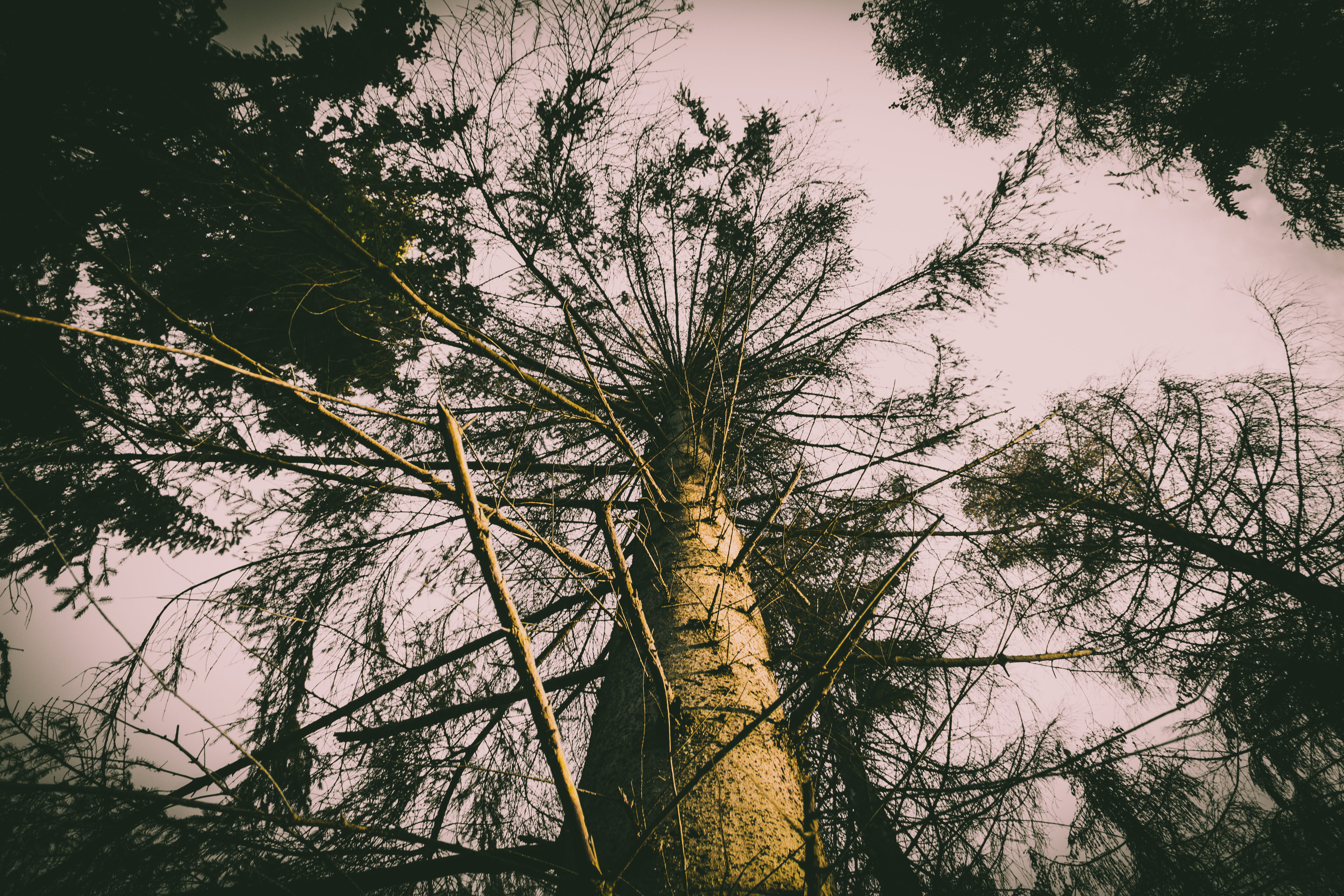 tree canopy, trunk, color, txture, tranquility, low, stick, pine, sunbeam, plant, 4K, up, photography, scenics - nature, tree, beauty in nature, daytime, HD Wallpaper
