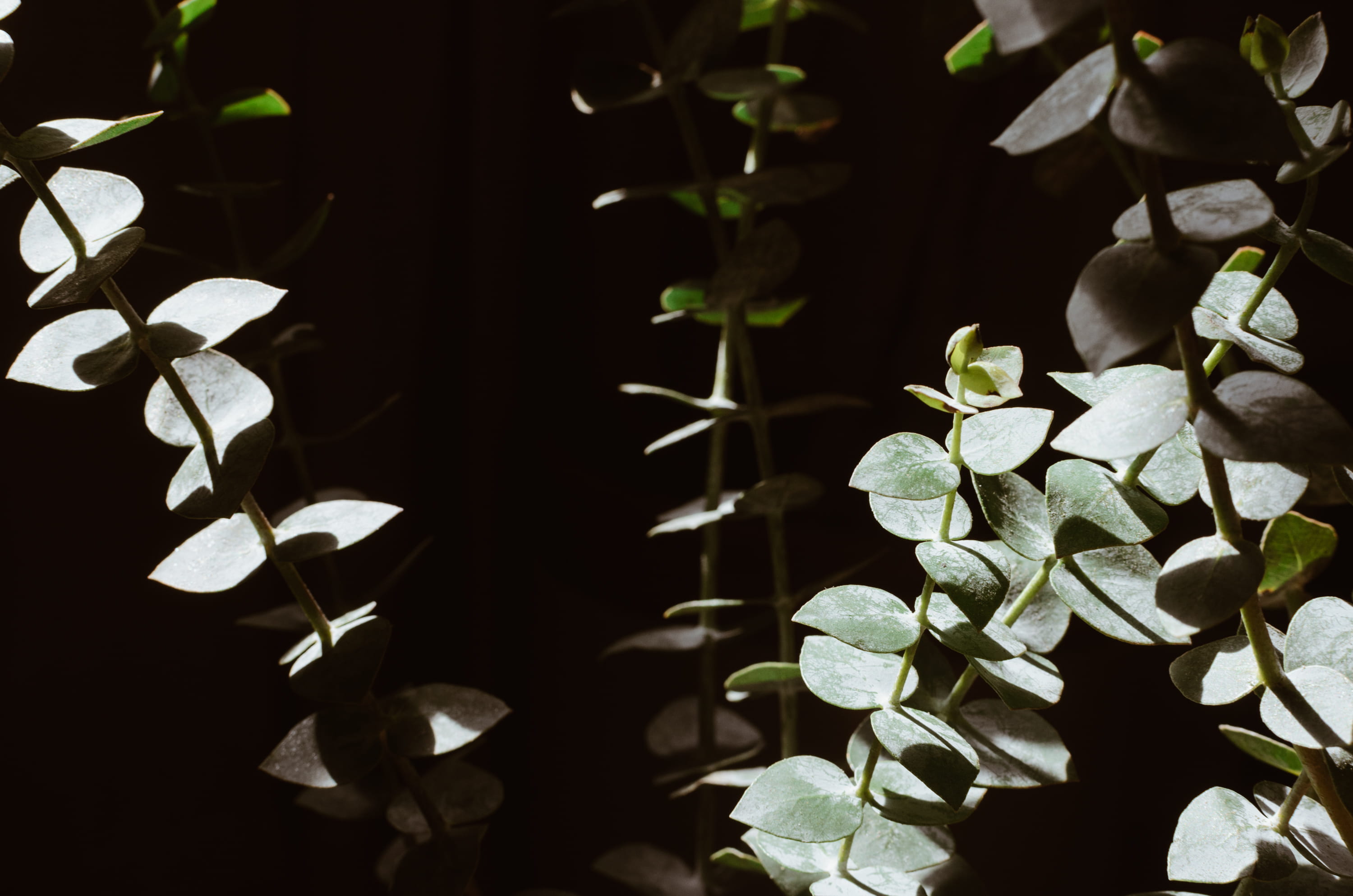 stick, white color, contrast, vulnerability, close-up, group, growth, boquet, sunlight, fragility, plant, petal, no people, black background, selective focus, HD Wallpaper