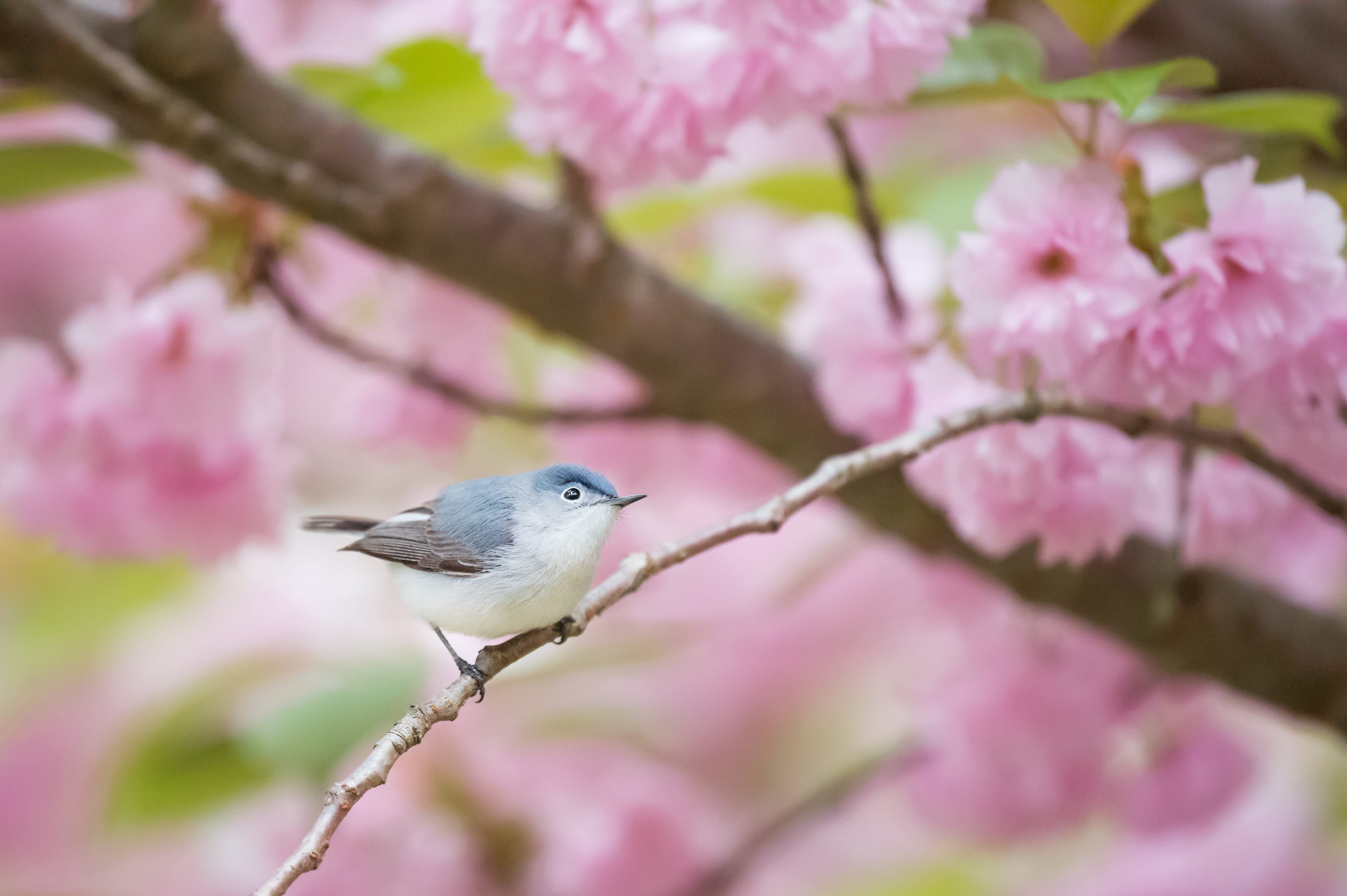 blossom, cherry blossom, stick, freshness, grey, green, brown, plant, soft light, white, perched, one animal, pink color, bird, no people, flowering plant, HD Wallpaper