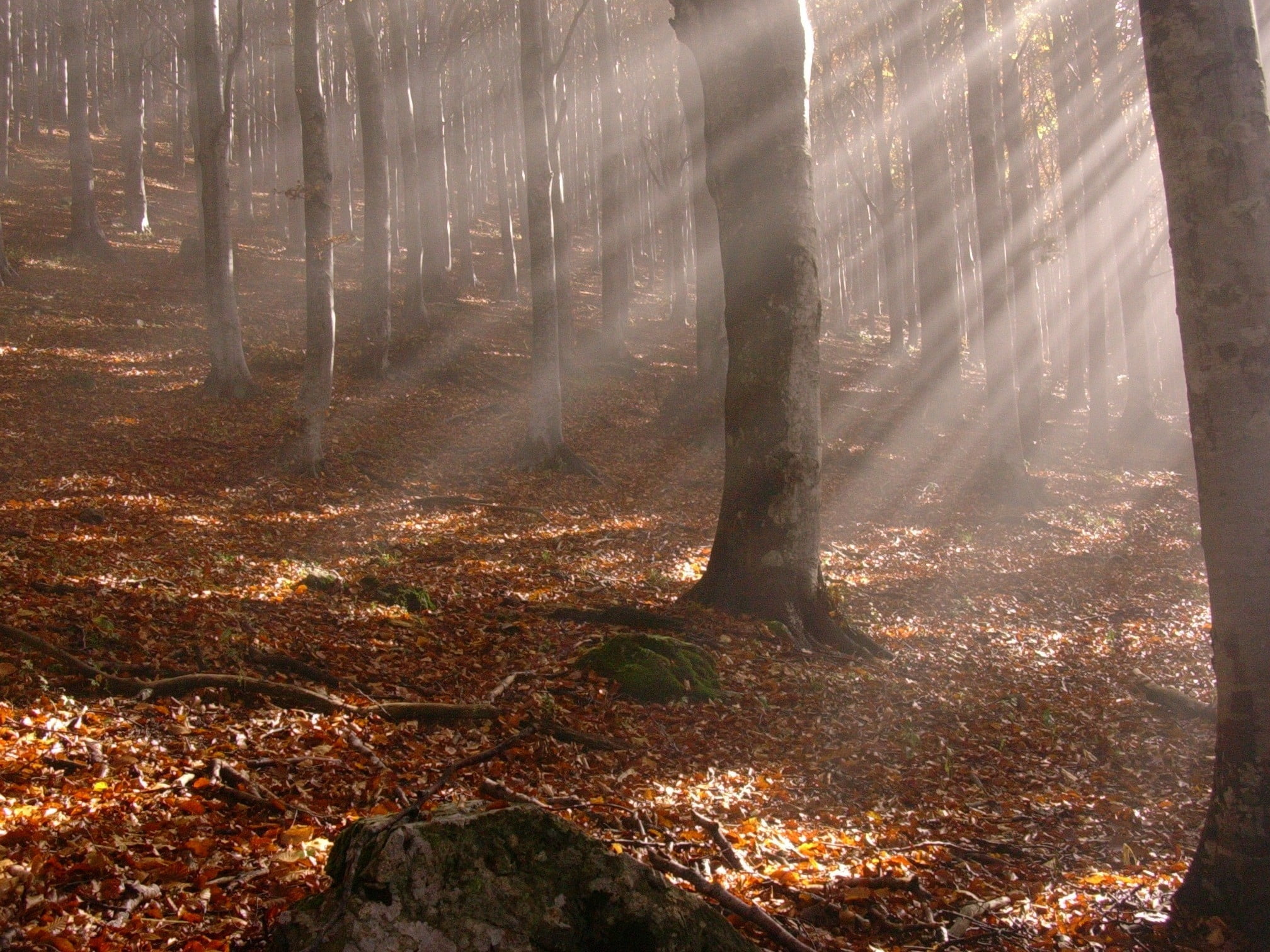 morning, digital, sunlight, landscape, autumn, footpath, trunk, scenics, leaves, color Image, non-Urban Scene, green Color, light - Natural Phenomenon, HD Wallpaper