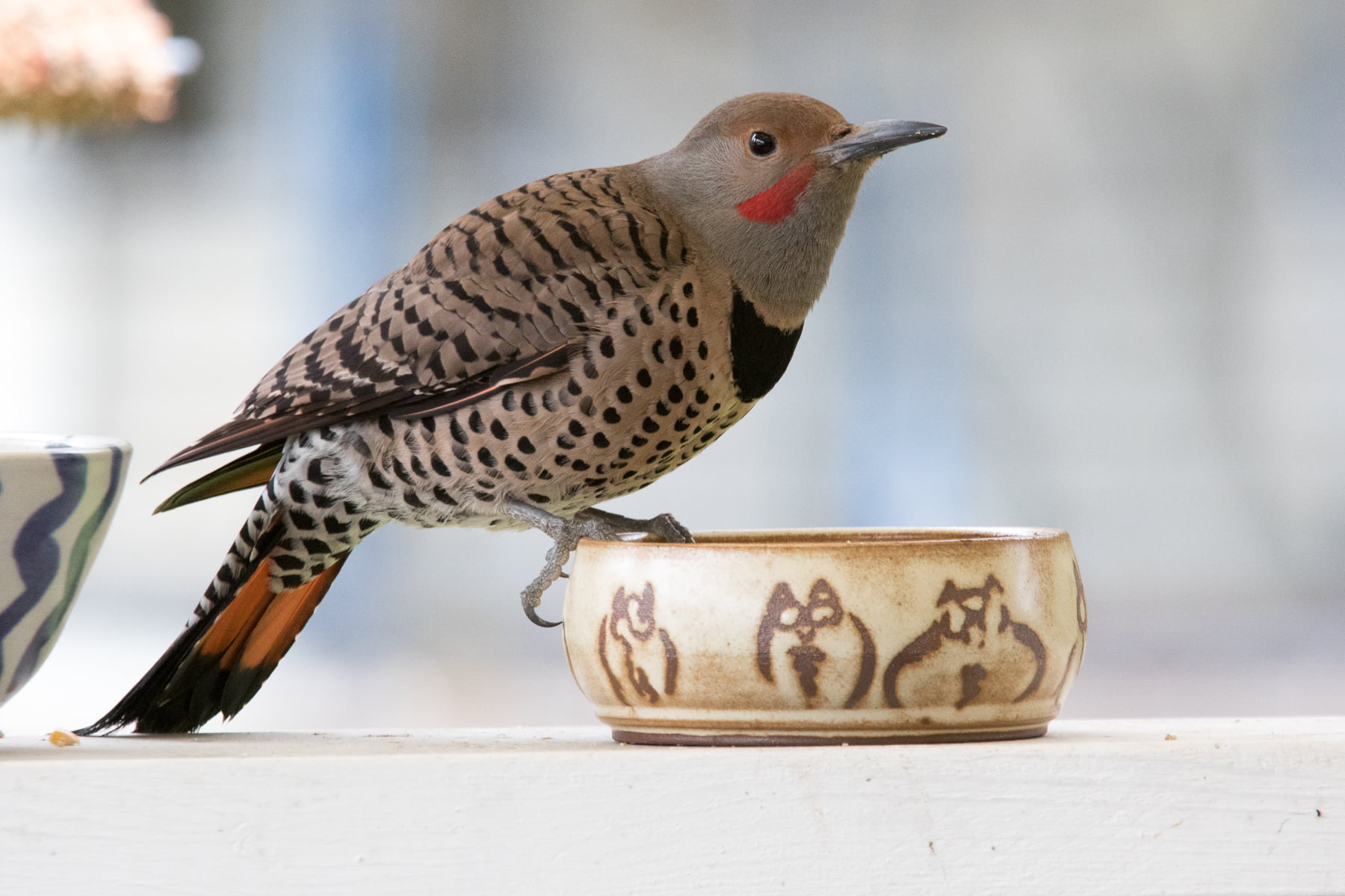 black bird, 720P, bird, gray, animal, nature, all-you-can-eat, Northern Flicker, black, HD Wallpaper