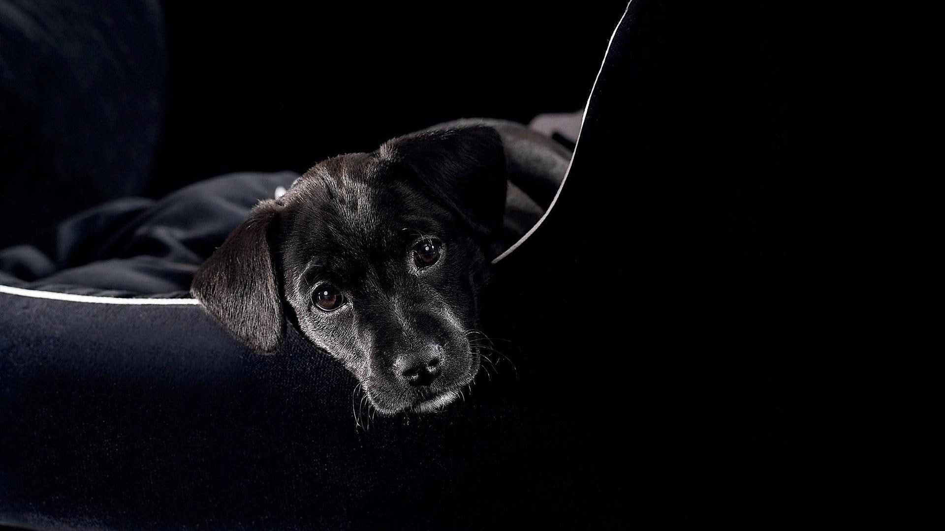 animals, black, wonderful, puppy, 1080P, cute, HD Wallpaper