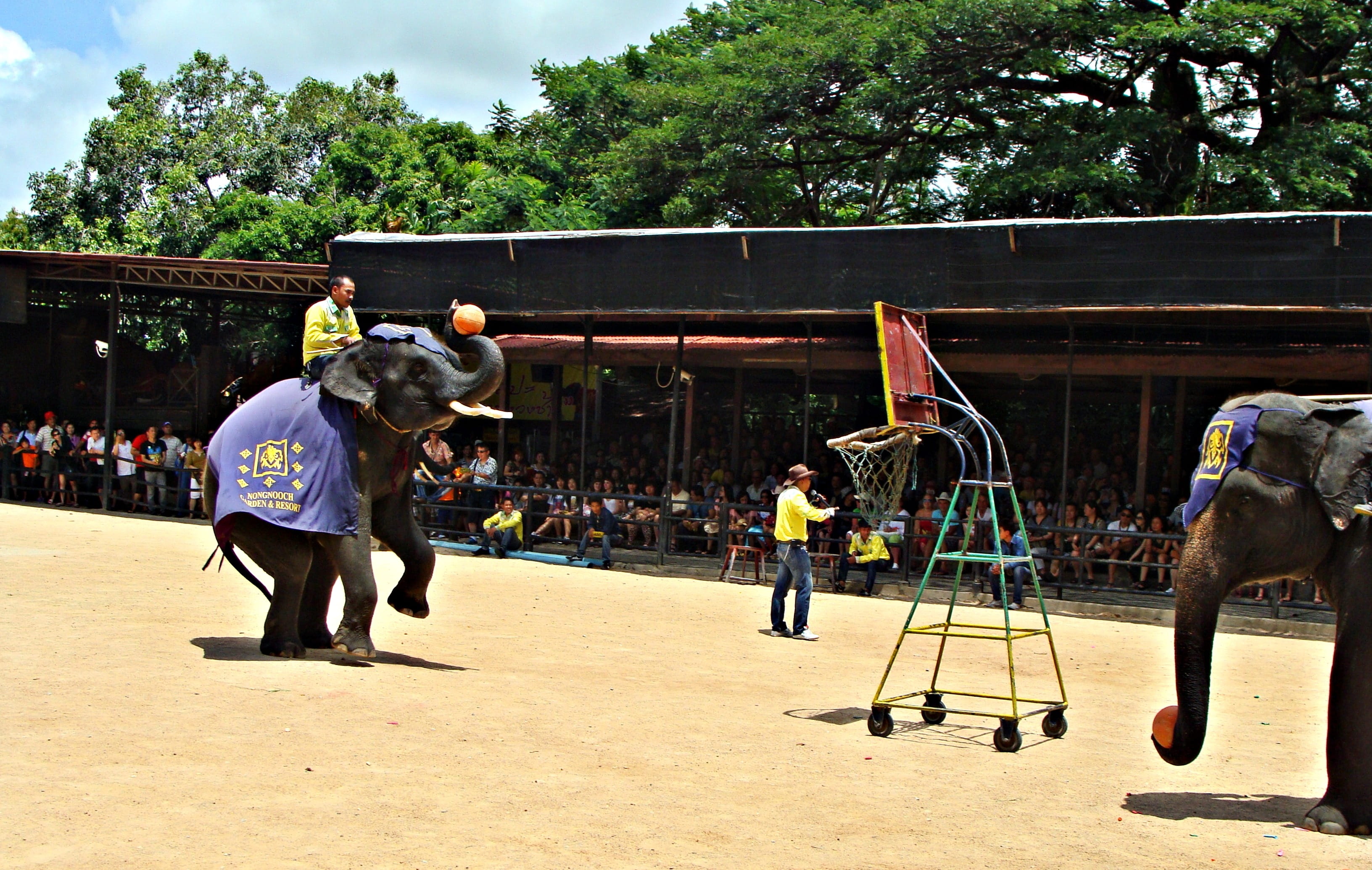performance, environment, animal, skill, playing, uniform, show, asian, sunlight, tree, clothing, domestic, Elephant Show, mammal, arts culture and entertainment, HD Wallpaper
