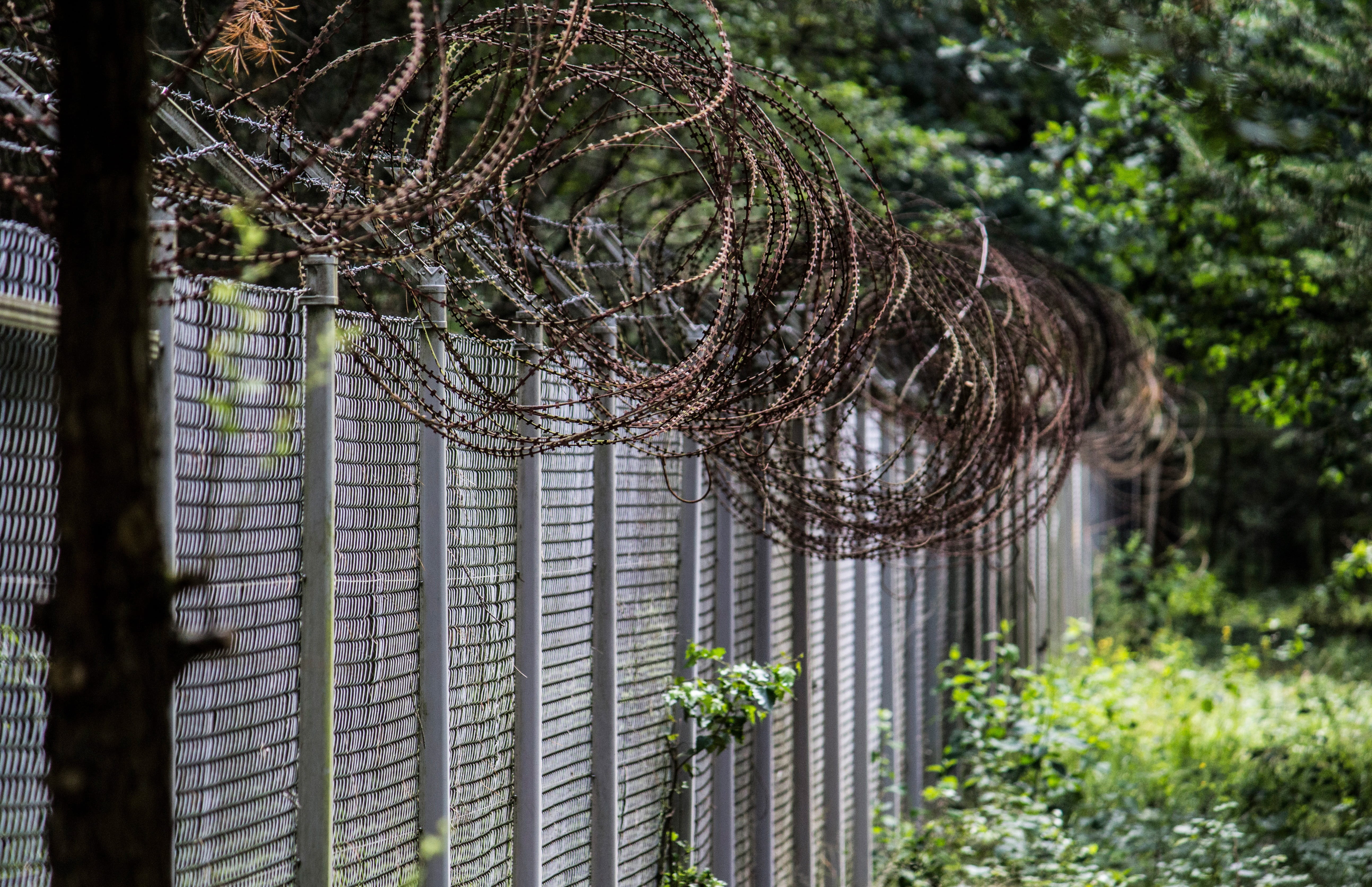 wire mesh fence, border, forest, forests, military, metal, outdoors, fence, architecture, mood, gate, wood, growth, protection, 5K, fense, built structure, HD Wallpaper