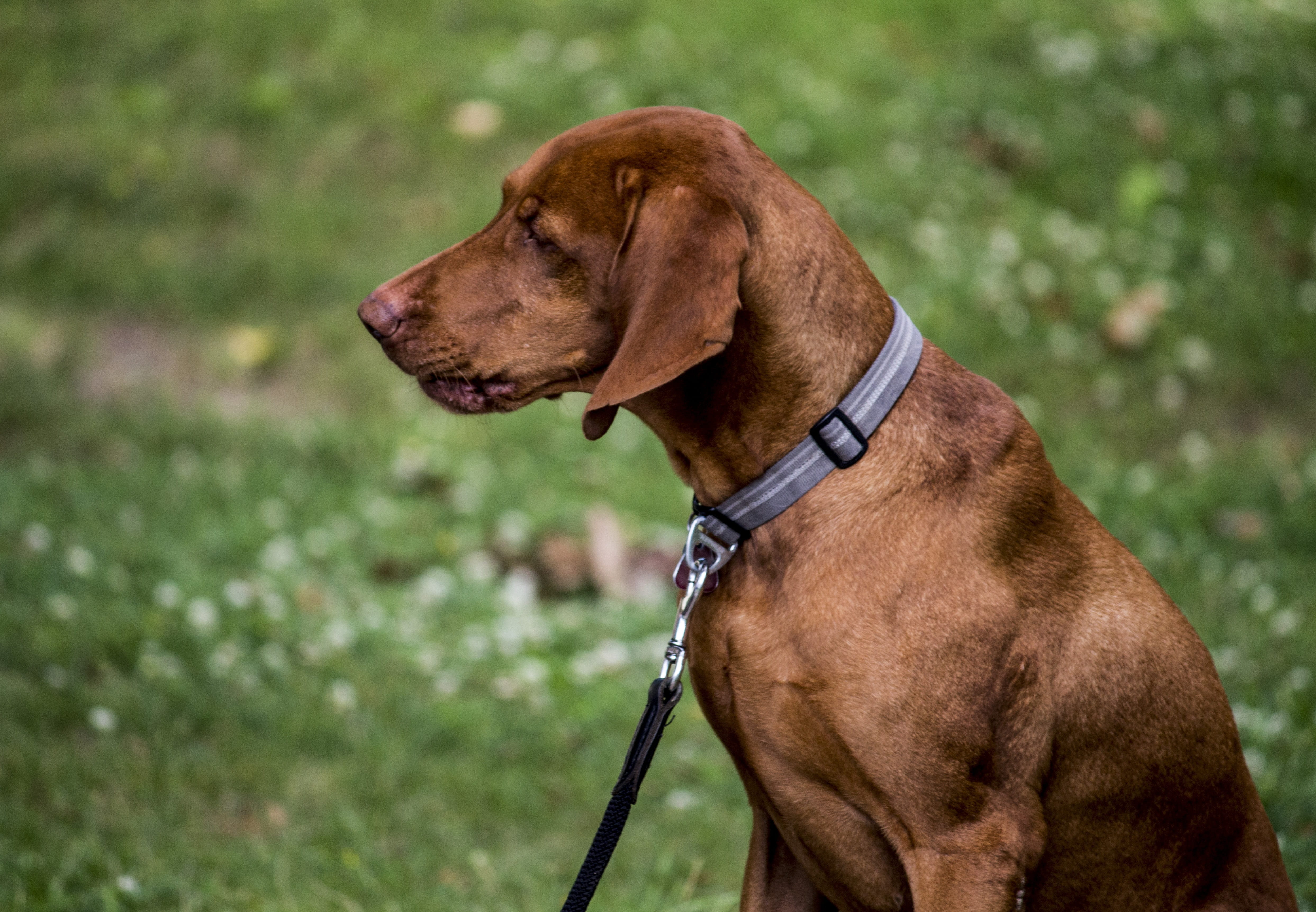 domestic animals, main-image, collar, grass, one animal, animal, nature, animal themes, no people, weimaraner, pet, focus on foreground, purebred dog, attention, HD Wallpaper