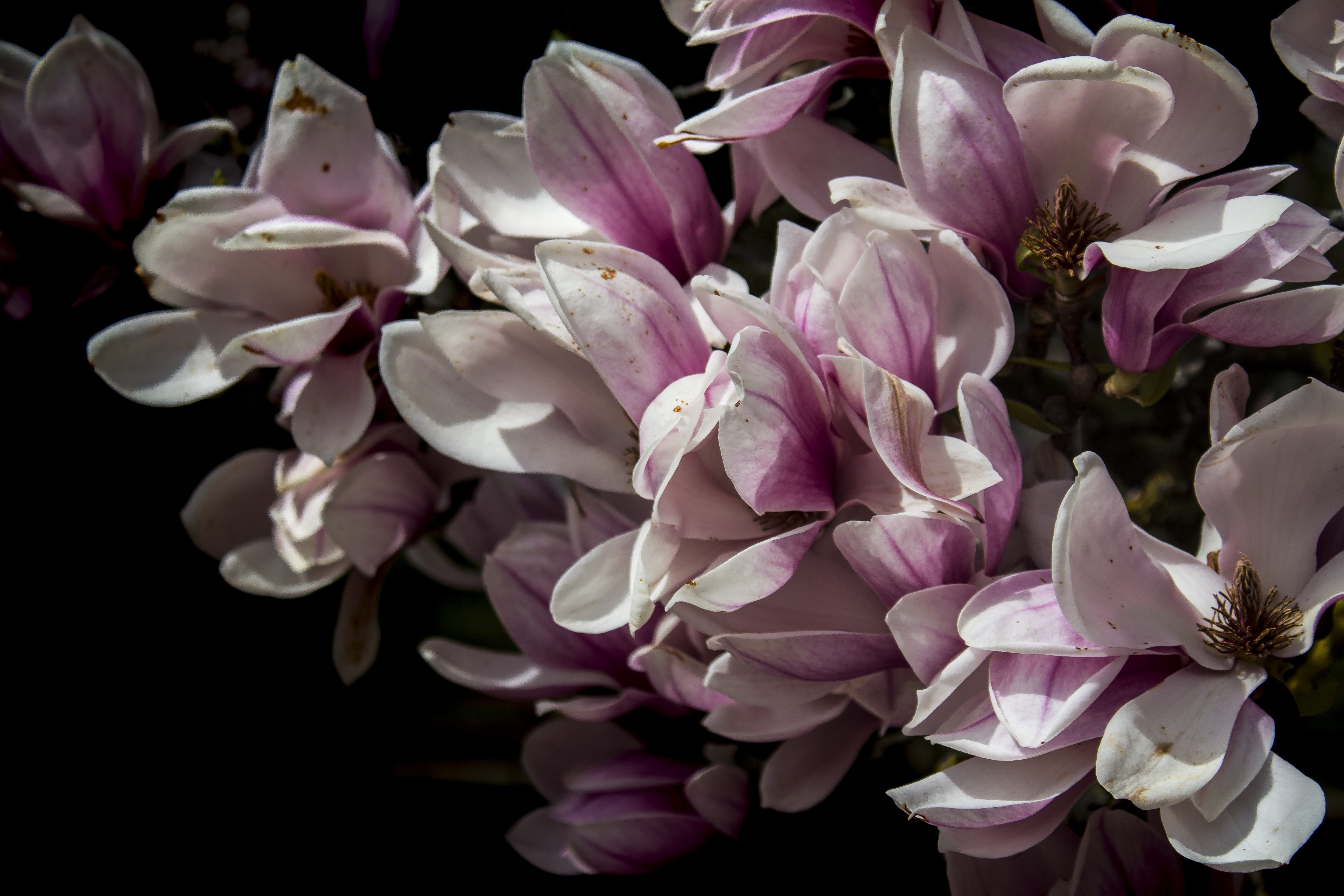 flower, 5K, sunny, vulnerability, outdoors, purple, flower arrangement, lilac, close-up, fragility, growth, black background, summer, bright, flowers, HD Wallpaper