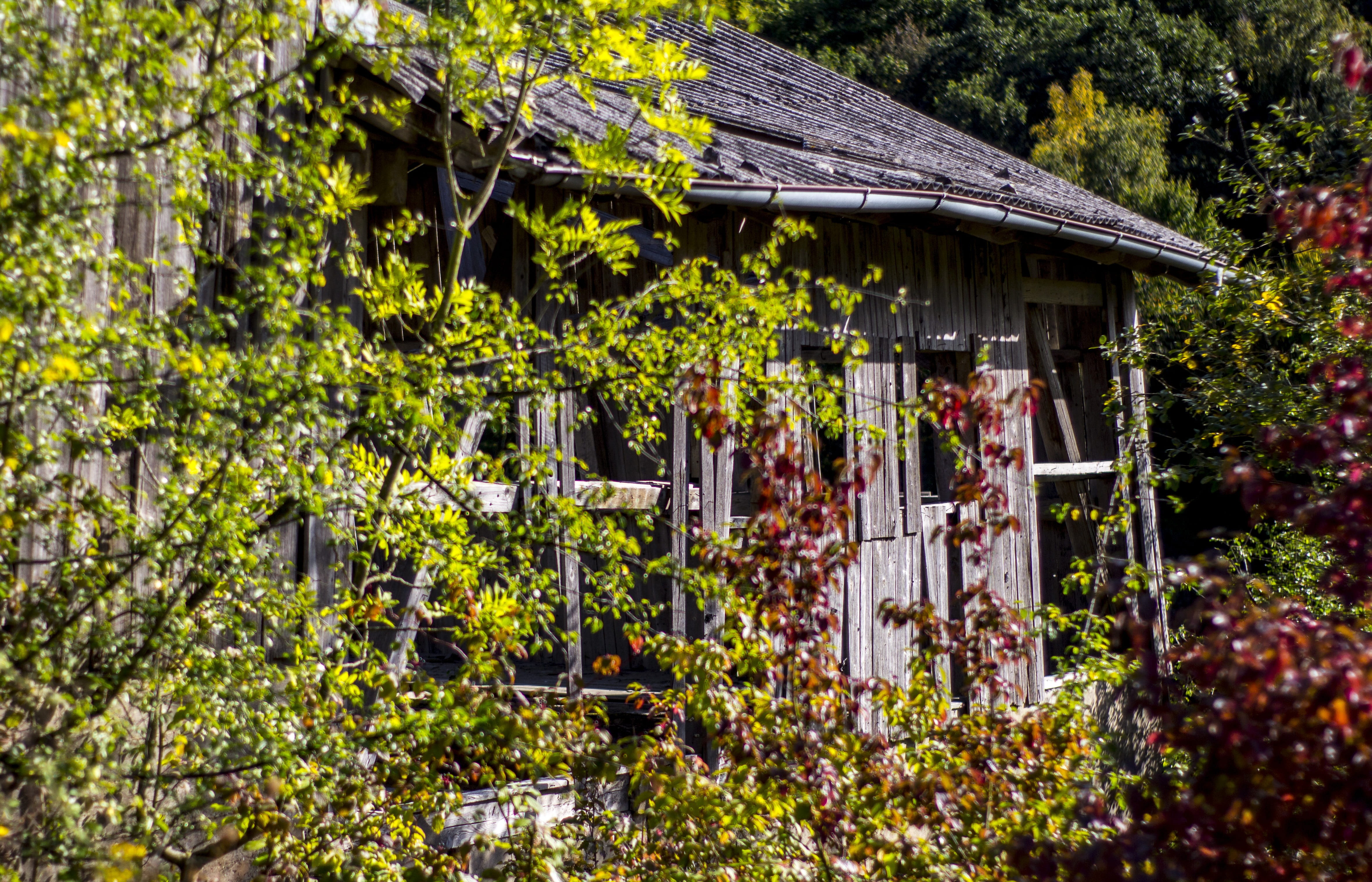ailing, green color, nature, woods, main-image, wood, leaf, ruin, beauty in nature, old house, invaded, abandoned places, brittle, architecture, growth, HD Wallpaper