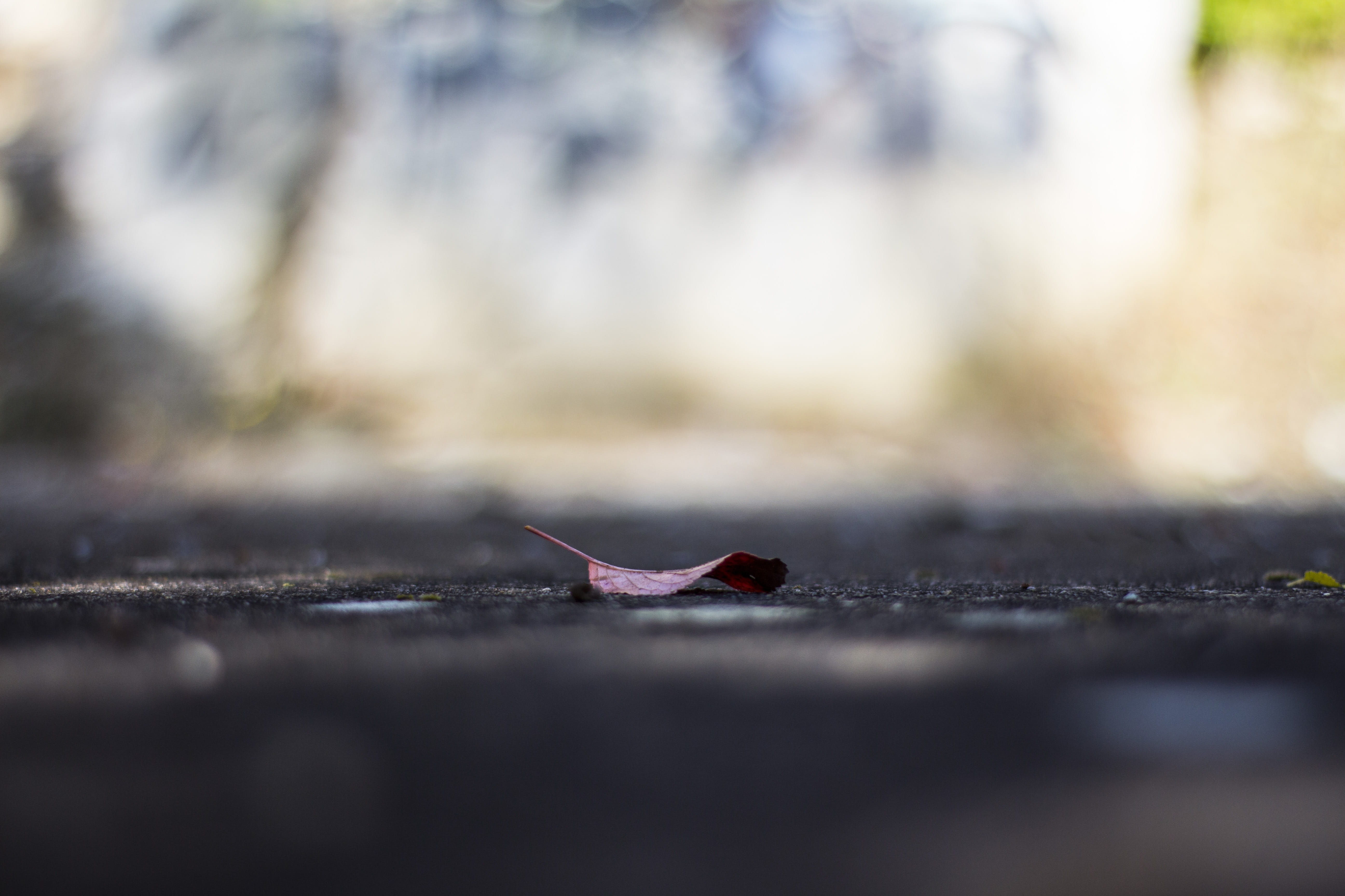 selective focus, silhouette, road, animal, kahl, 5K, waters, concrete, focus, leaf, surface level, close up, outdoors, autumn, one animal, city, tranquility, HD Wallpaper