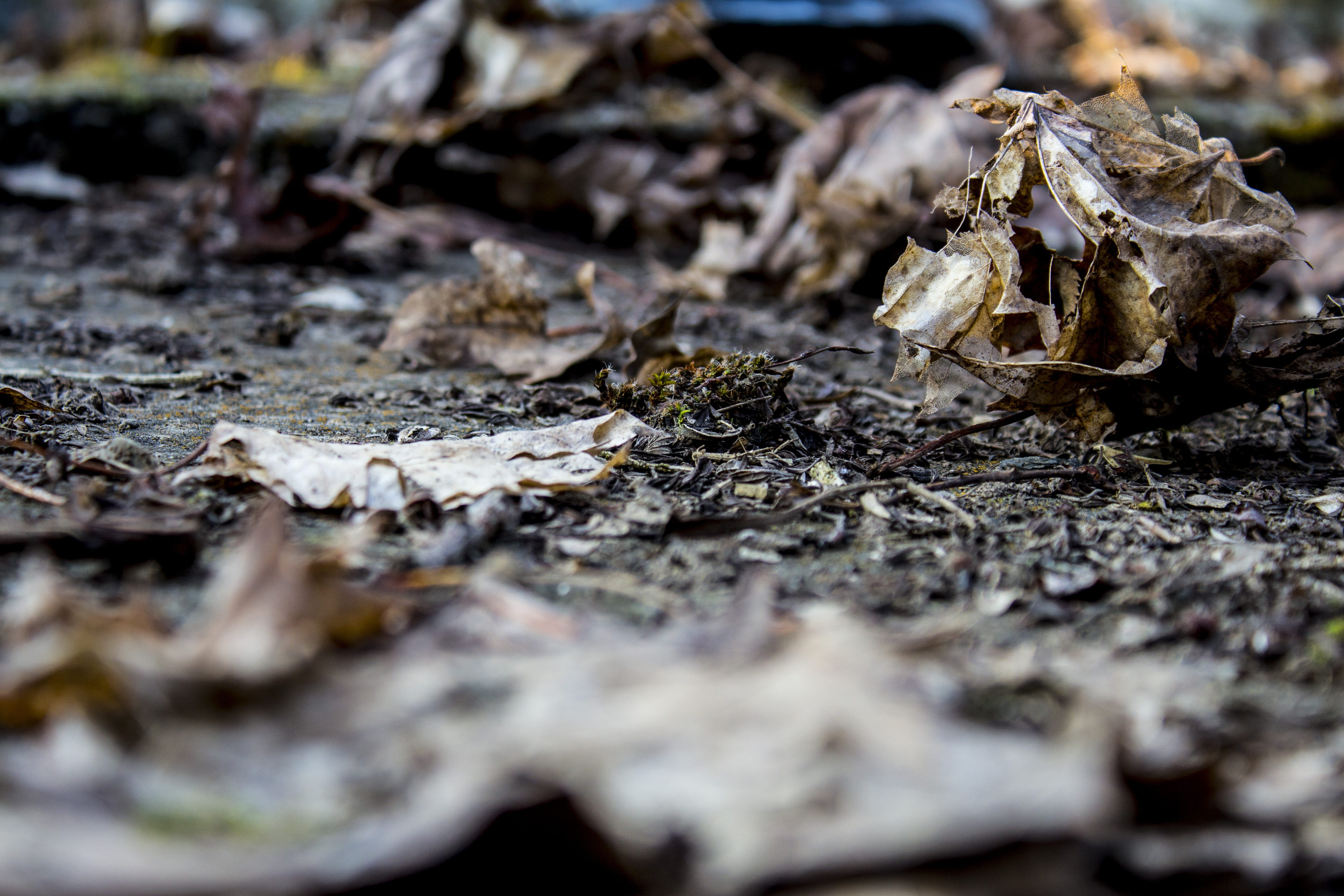 day, 5K, dry, wood - material, dirt, autumn, animal, close up, land, wood, field, no people, leaf, plant, surface level, animals in the wild, bone, animal wildlife, HD Wallpaper