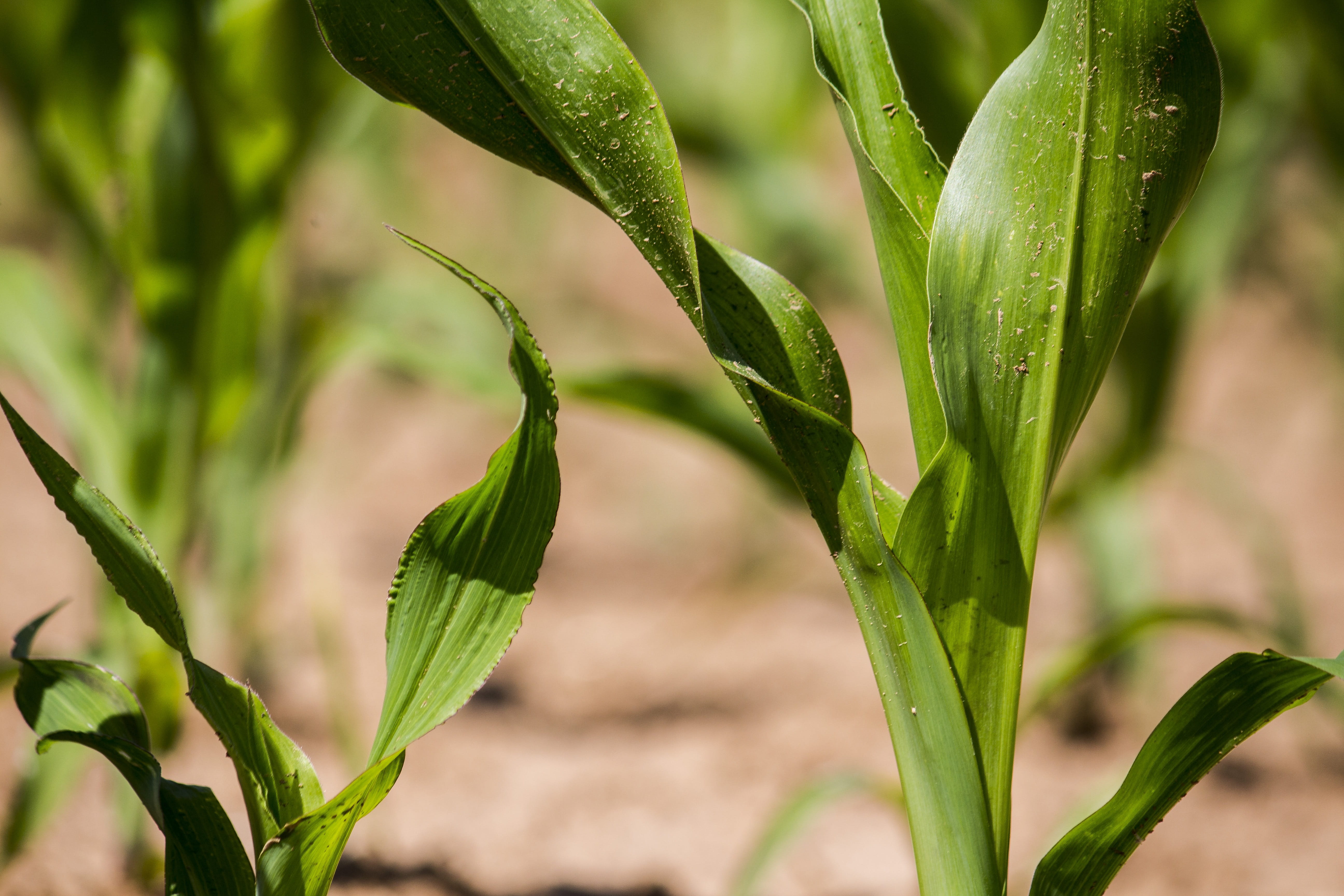 5K, eat, beginnings, corn, tranquility, beauty in nature, harvest, no people, decoration, sun, freshness, cereals, vegetables, selective focus, crop, plant part, HD Wallpaper